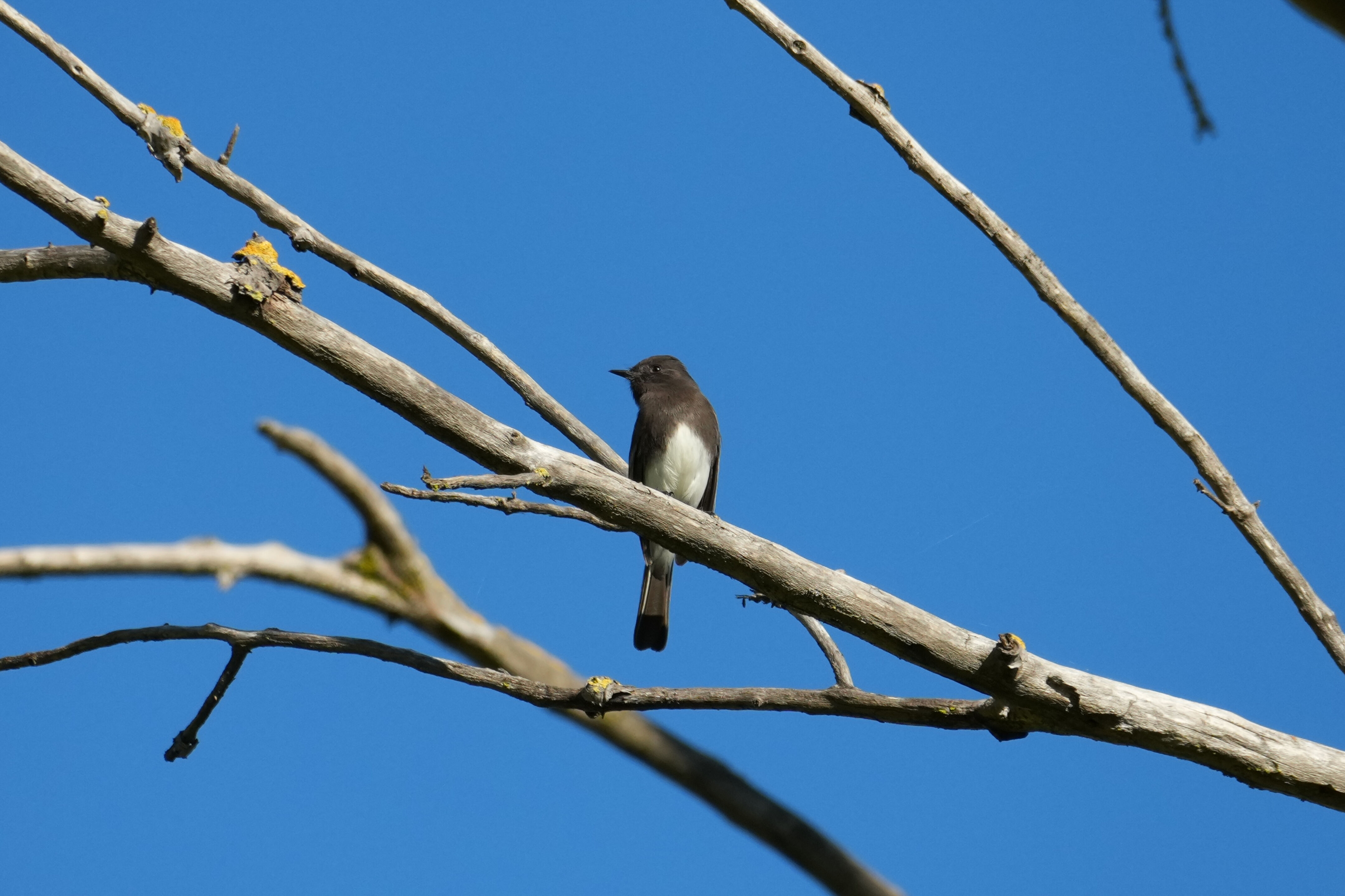 Ulistac Natural Area
