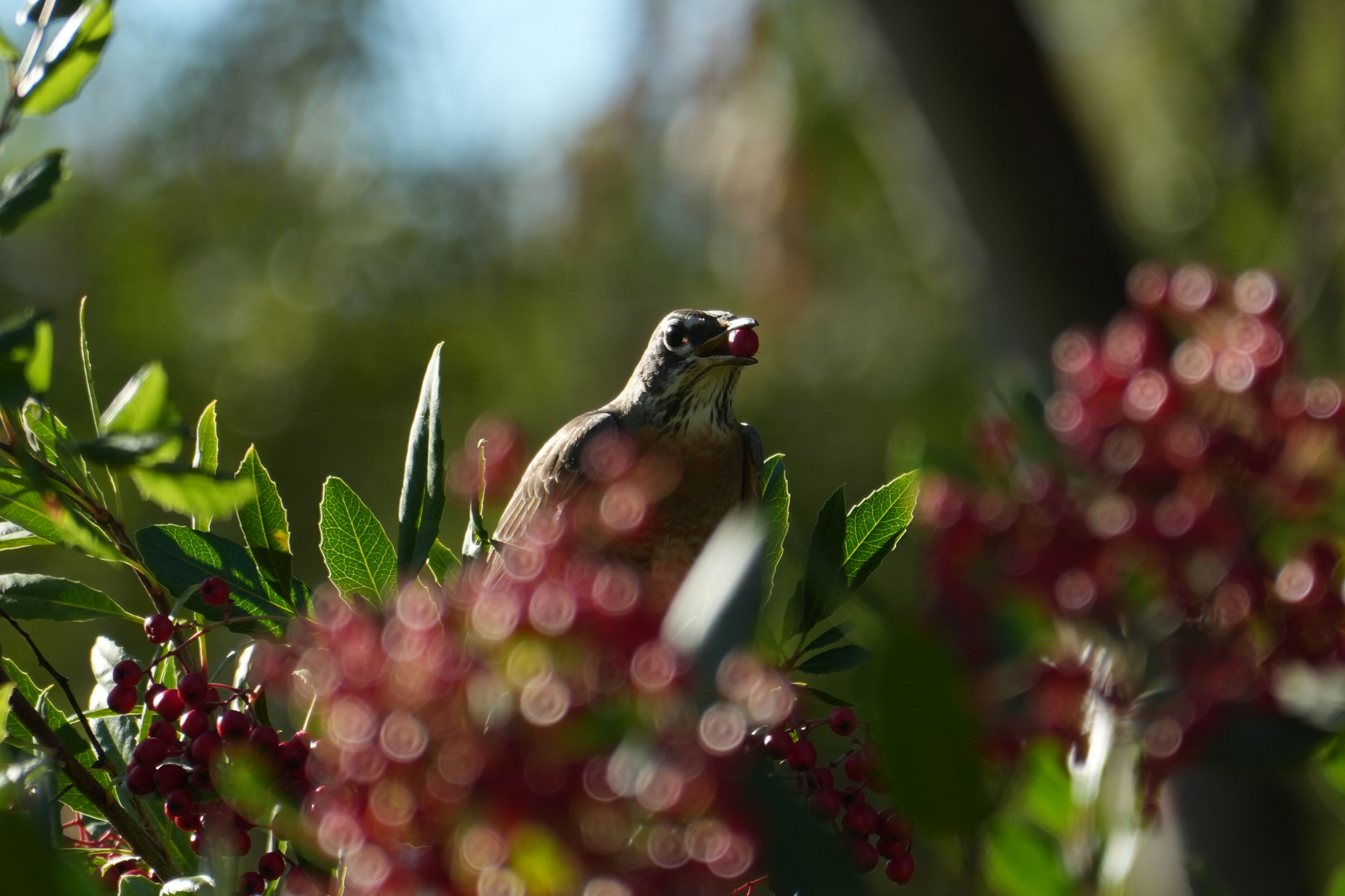 Ulistac Natural Area