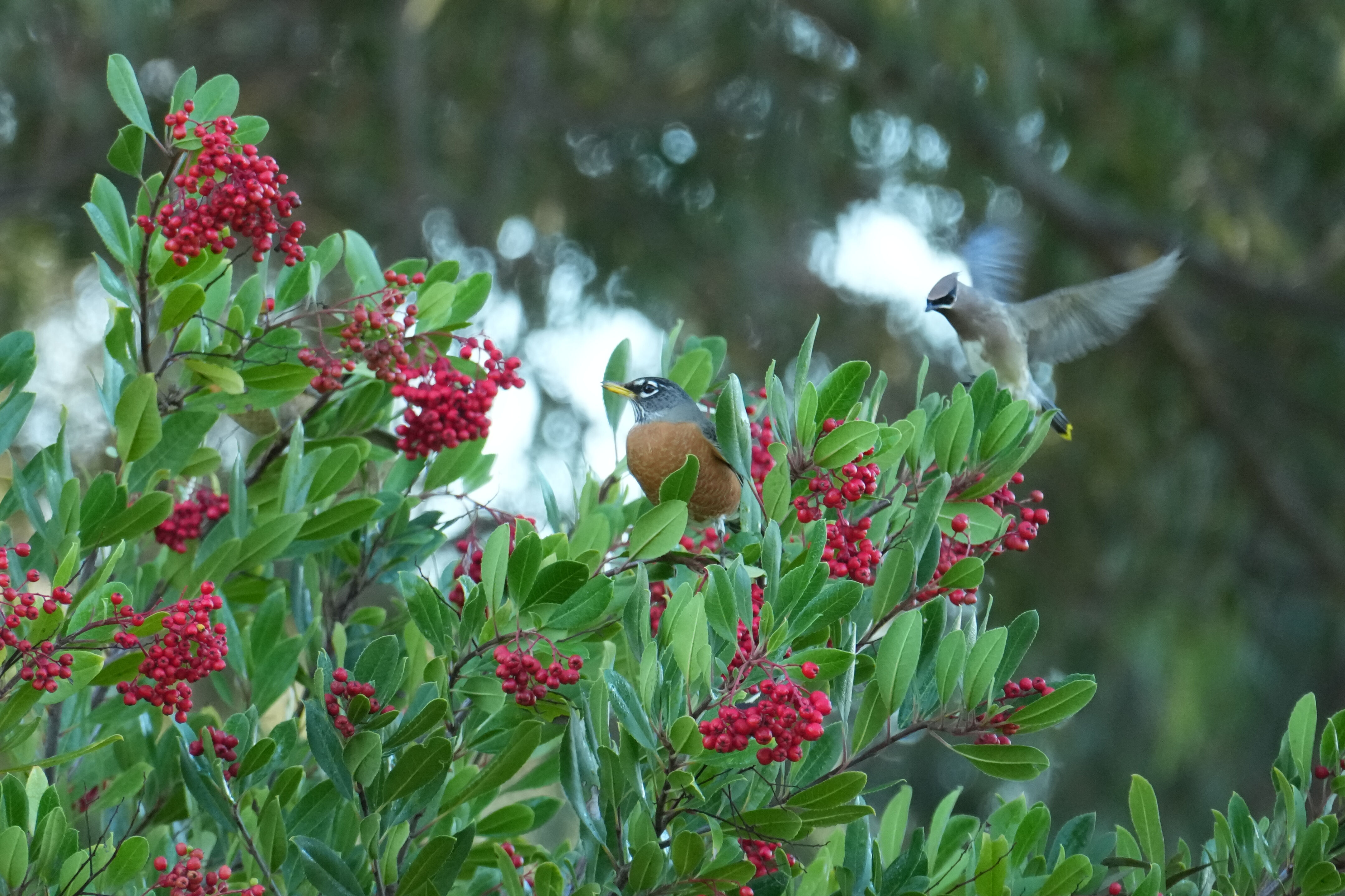 Ulistac Natural Area