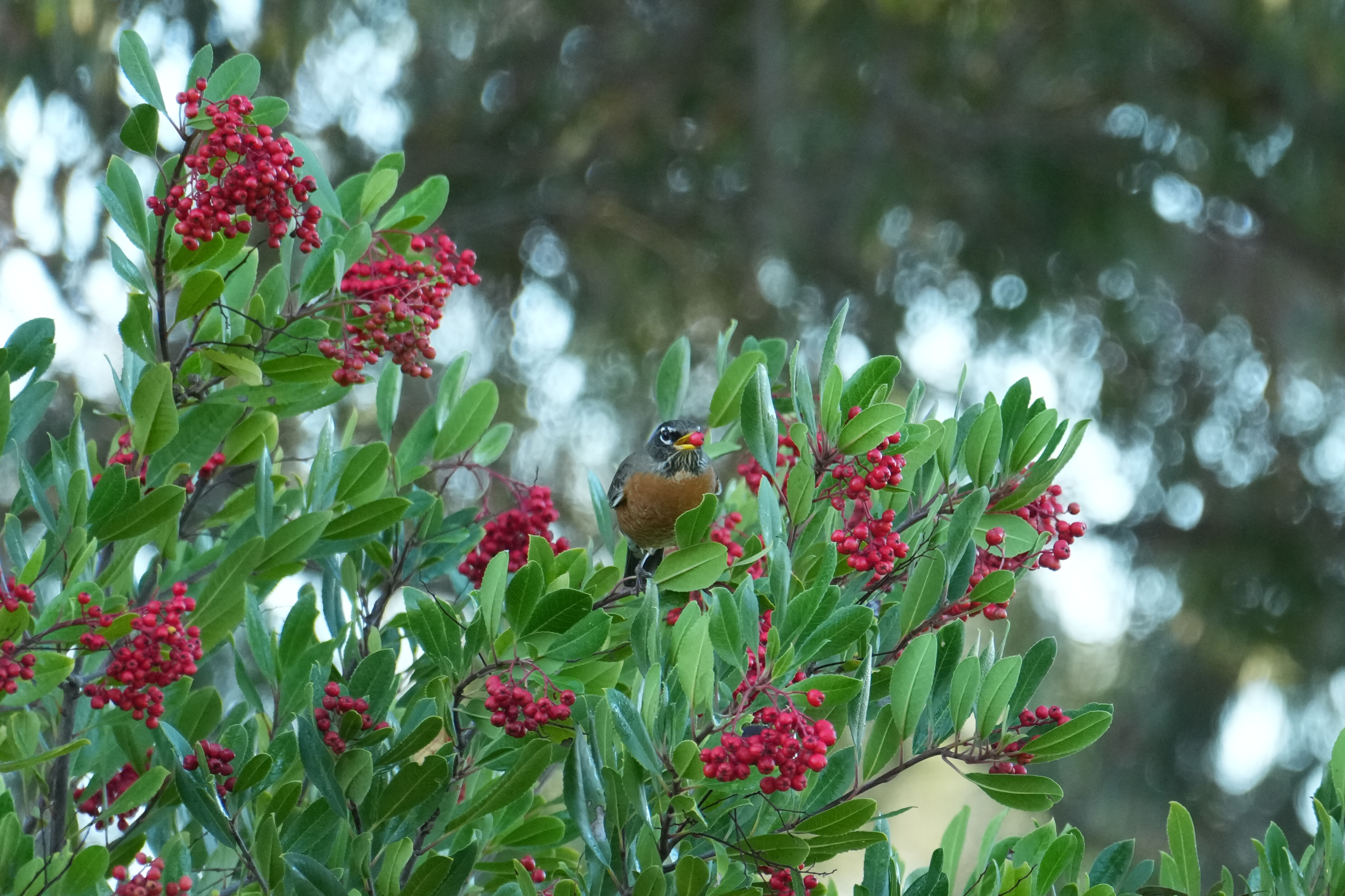 Ulistac Natural Area