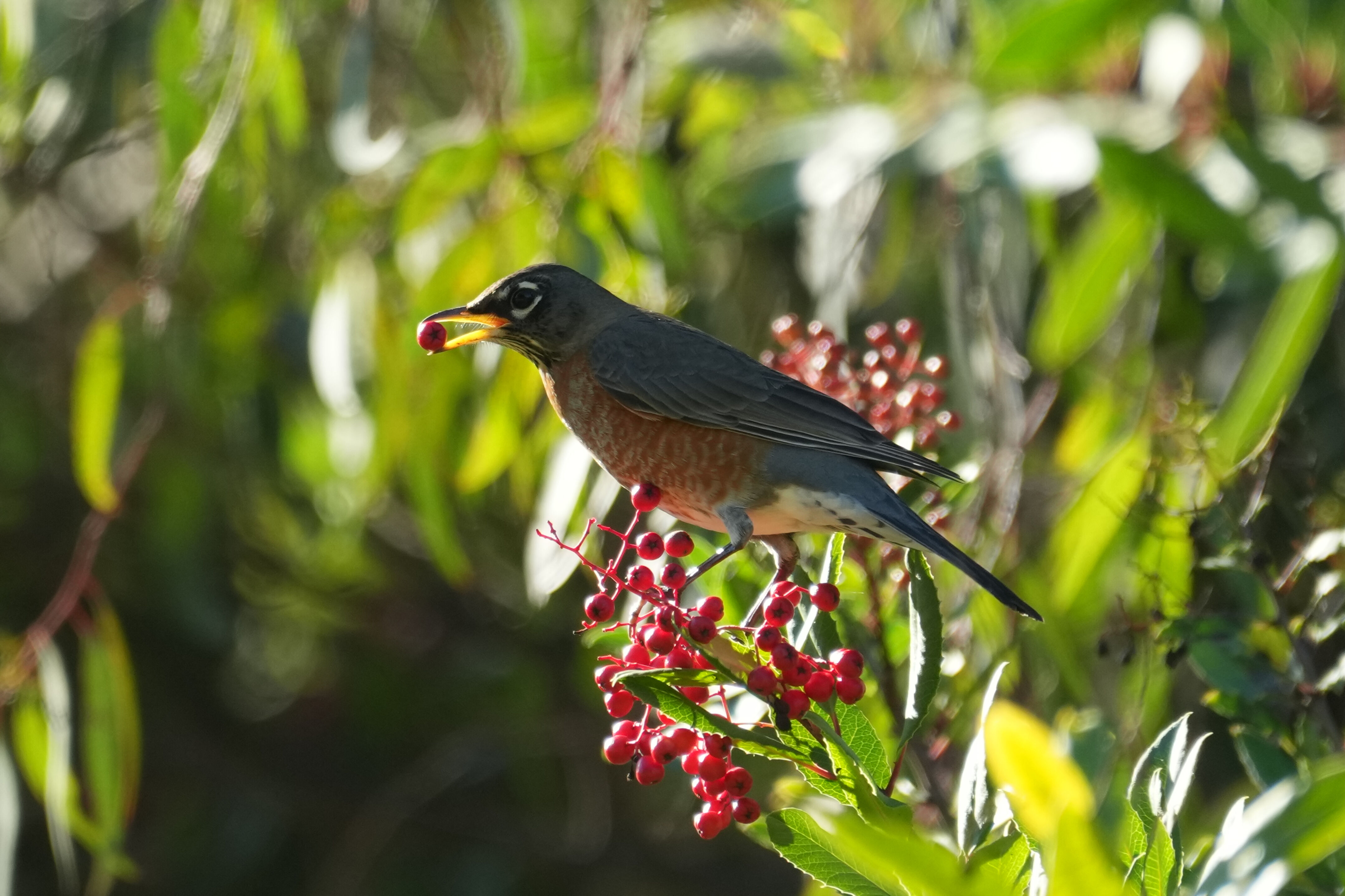 Ulistac Natural Area