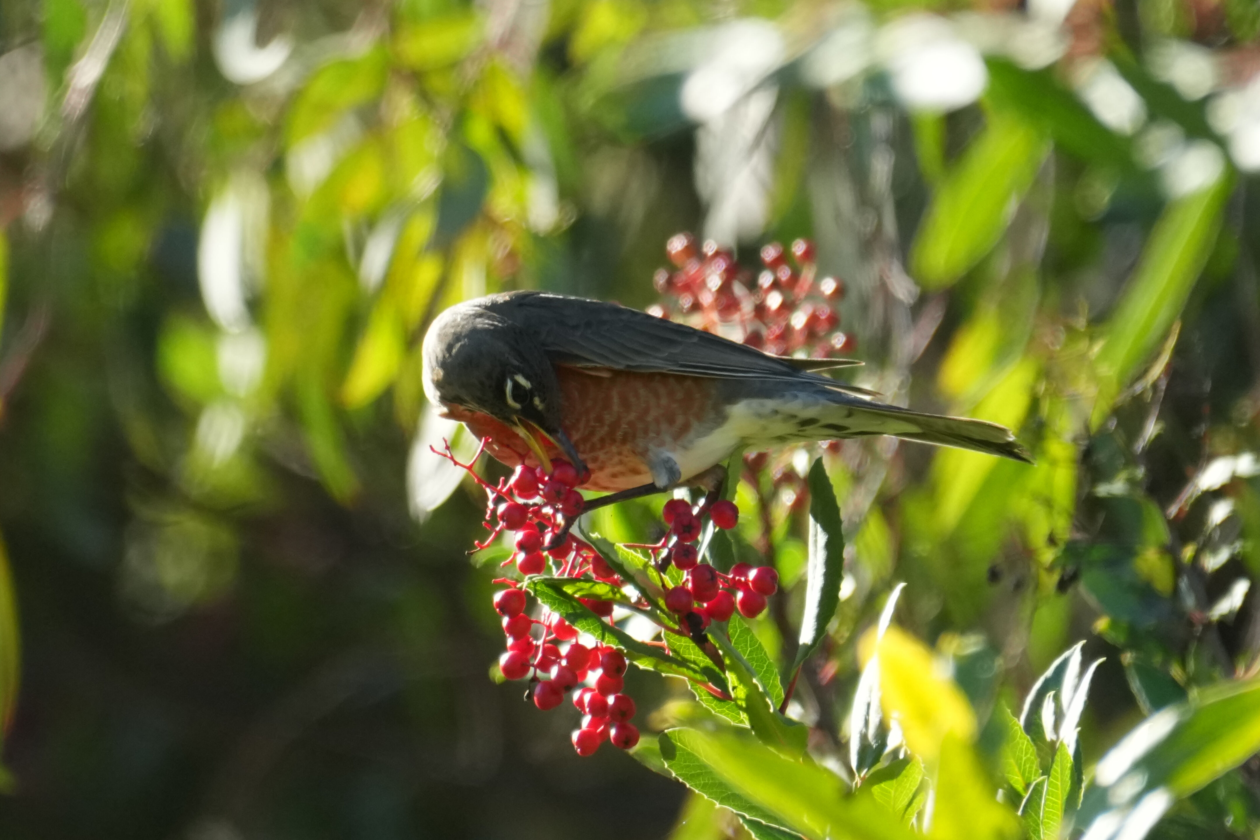 Ulistac Natural Area