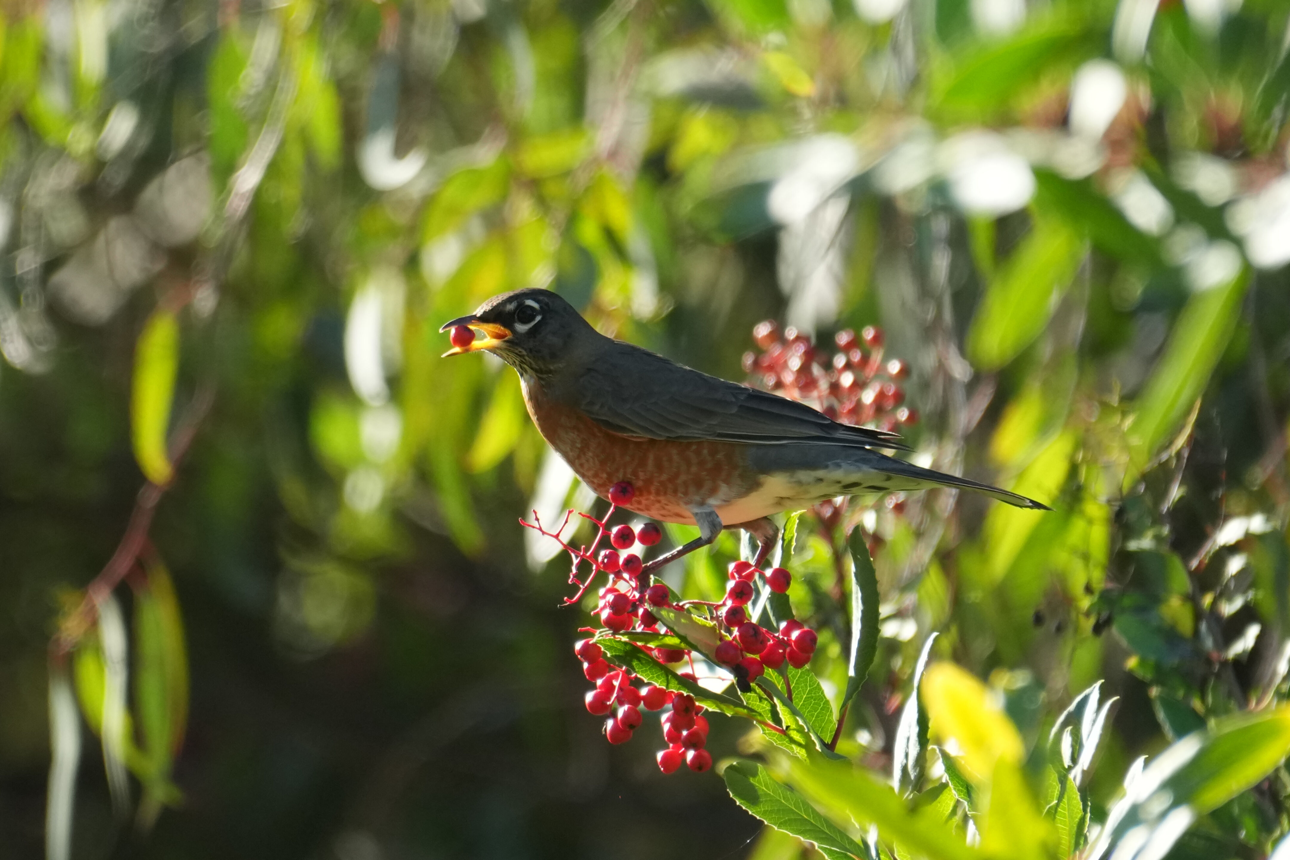 Ulistac Natural Area