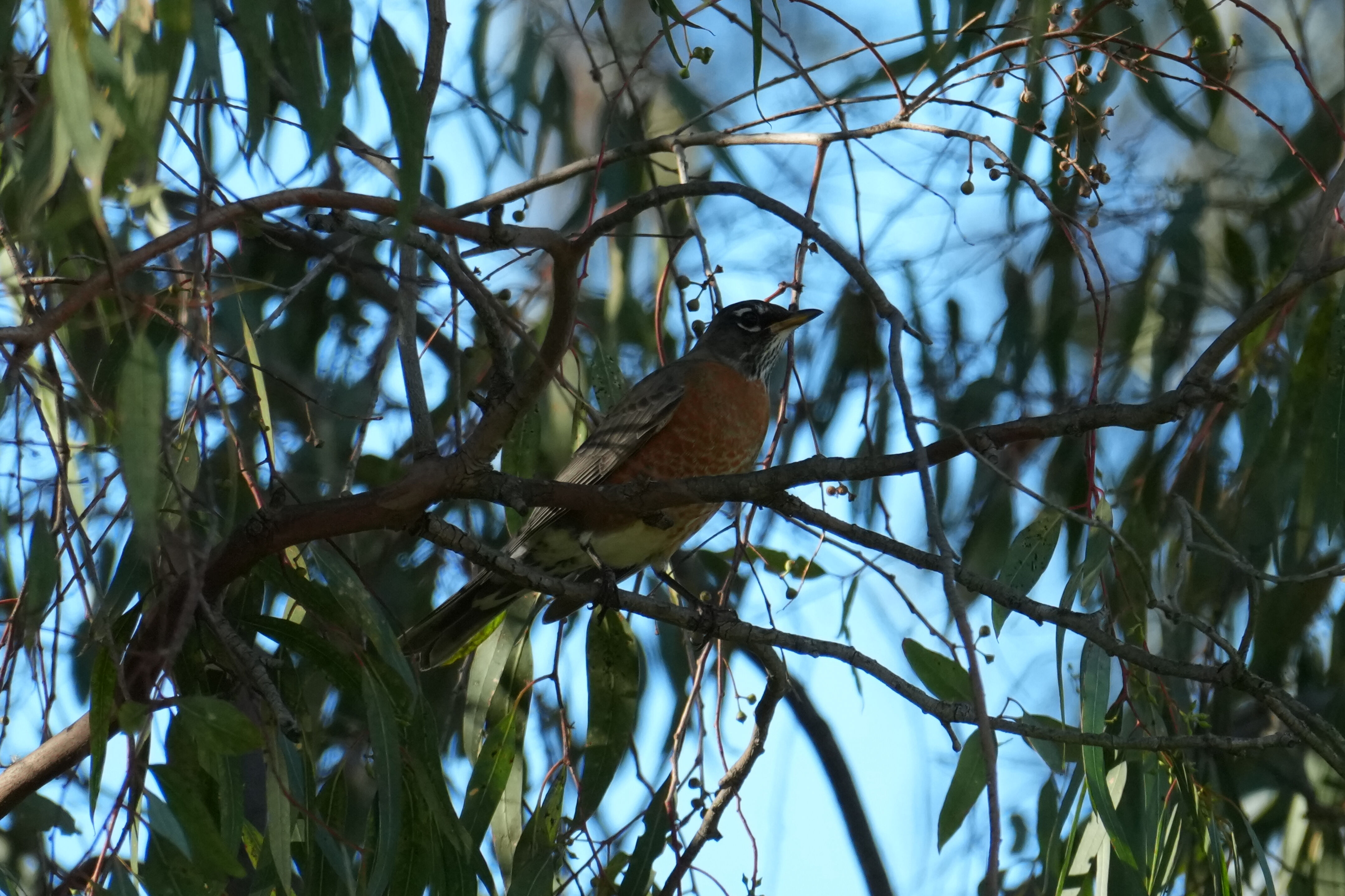Ulistac Natural Area