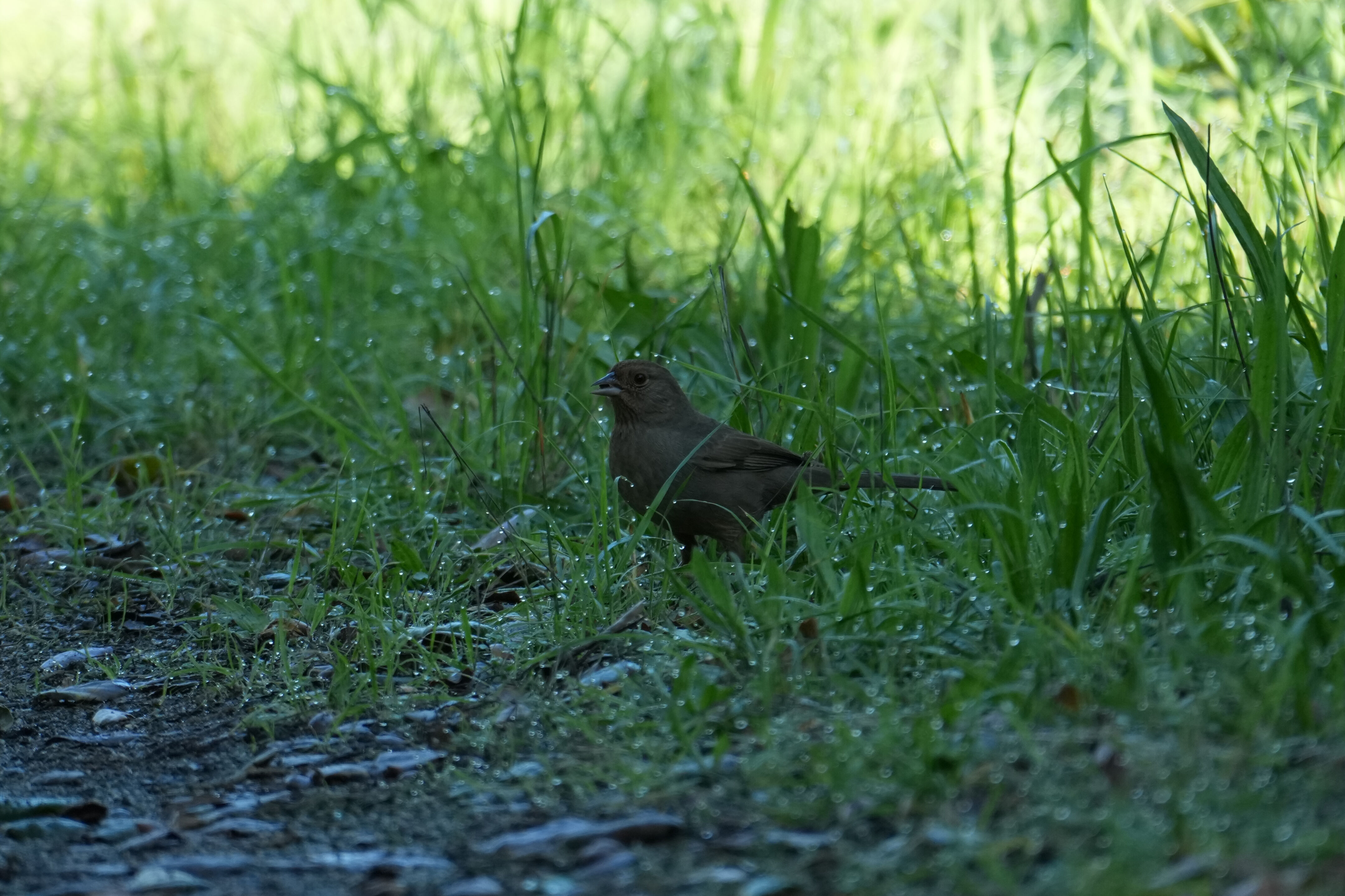 Ulistac Natural Area