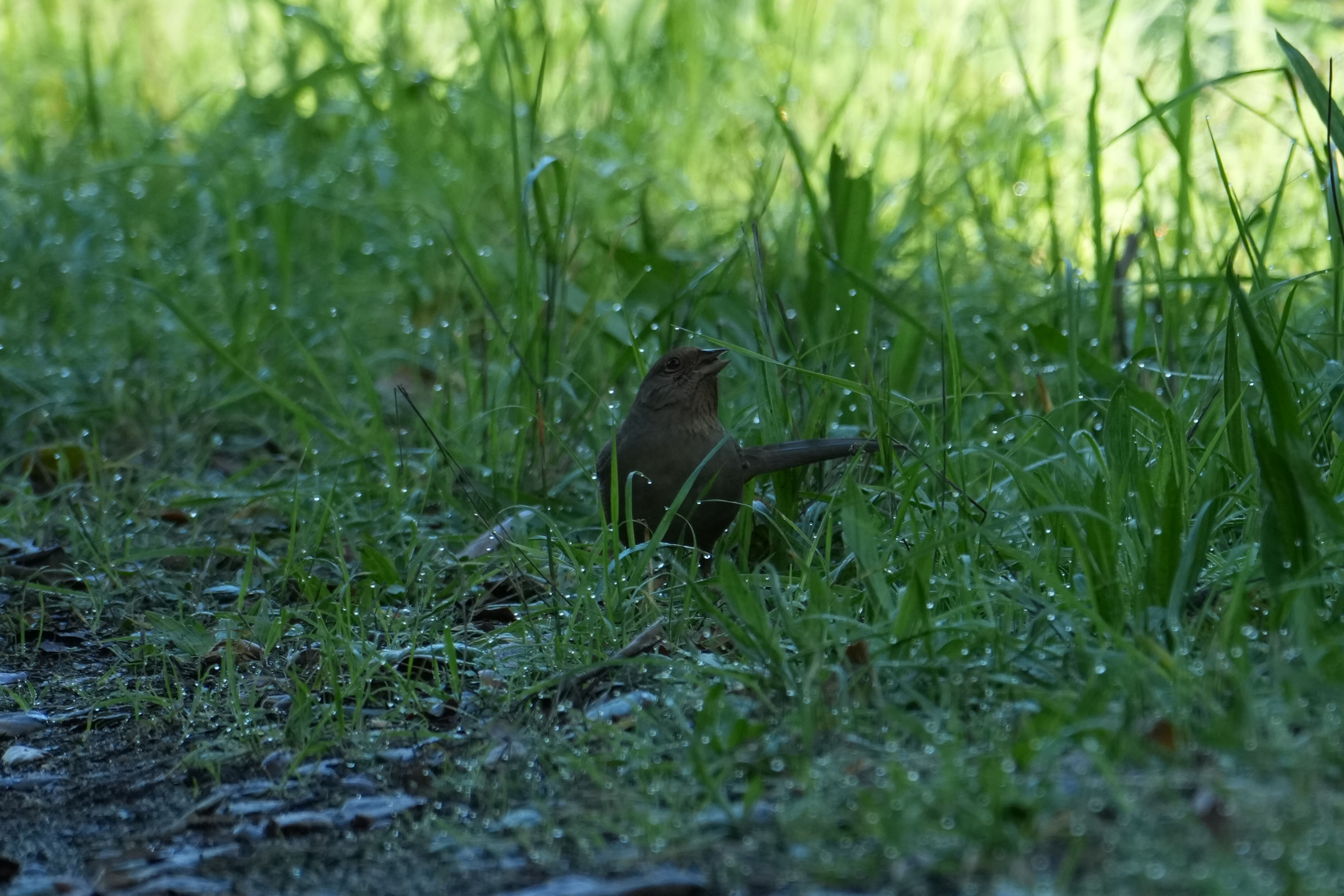 Ulistac Natural Area