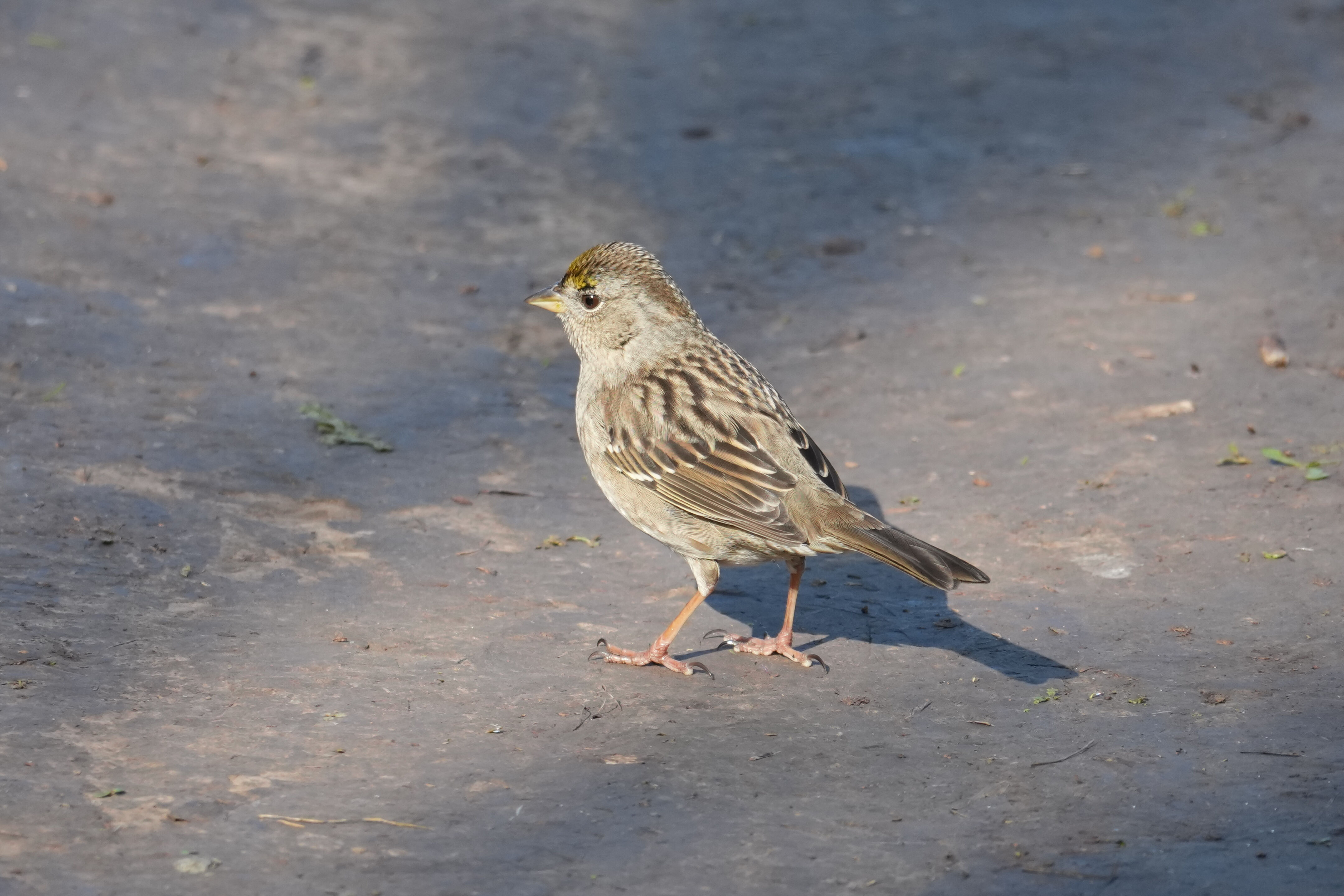 Ed R. Levin County Park