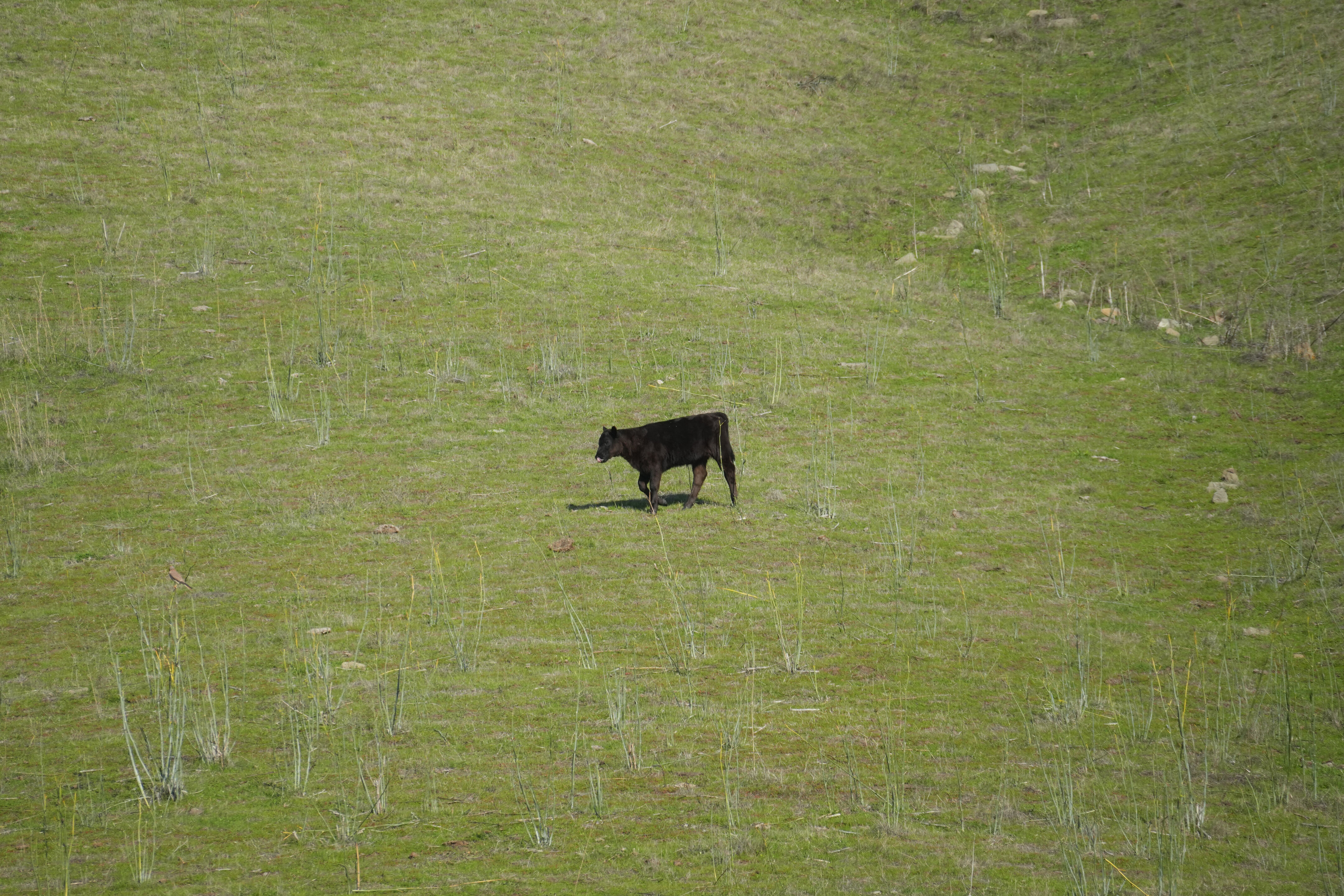 Ed R. Levin County Park