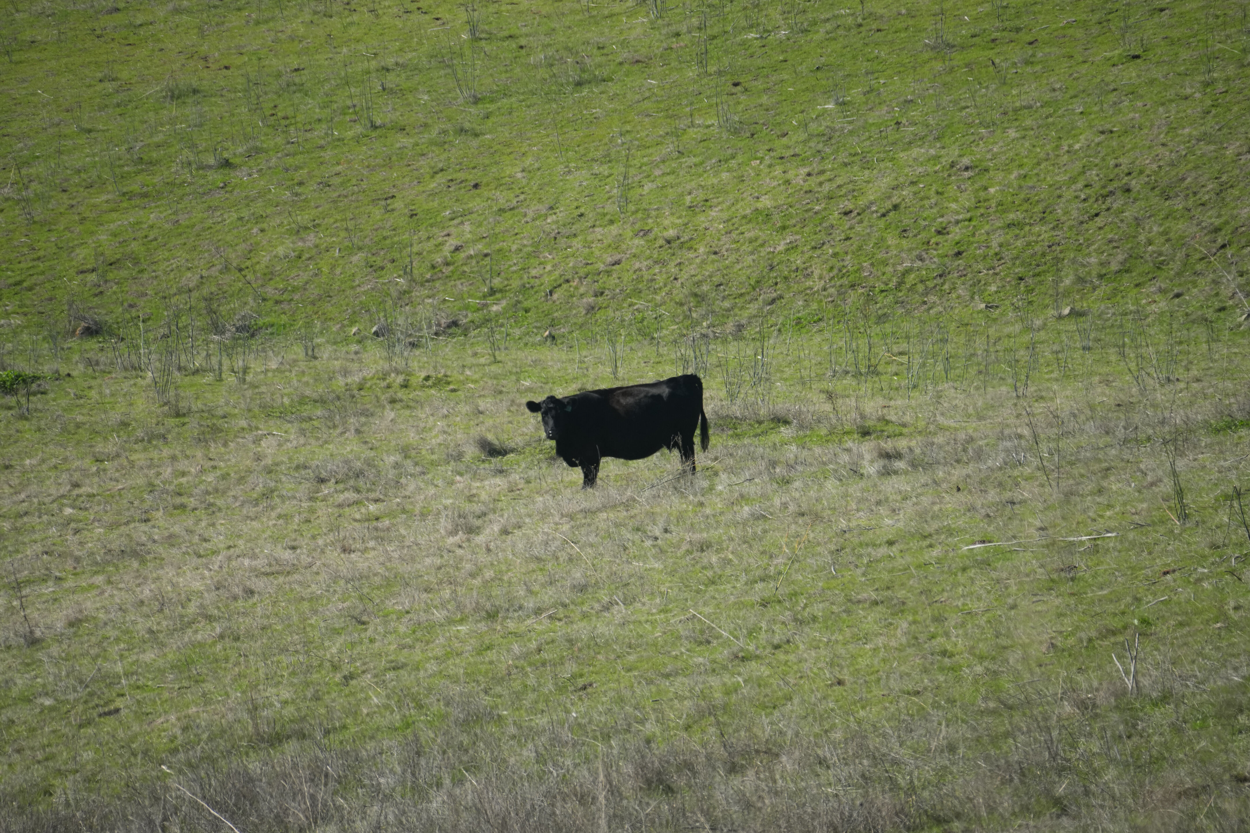 Ed R. Levin County Park