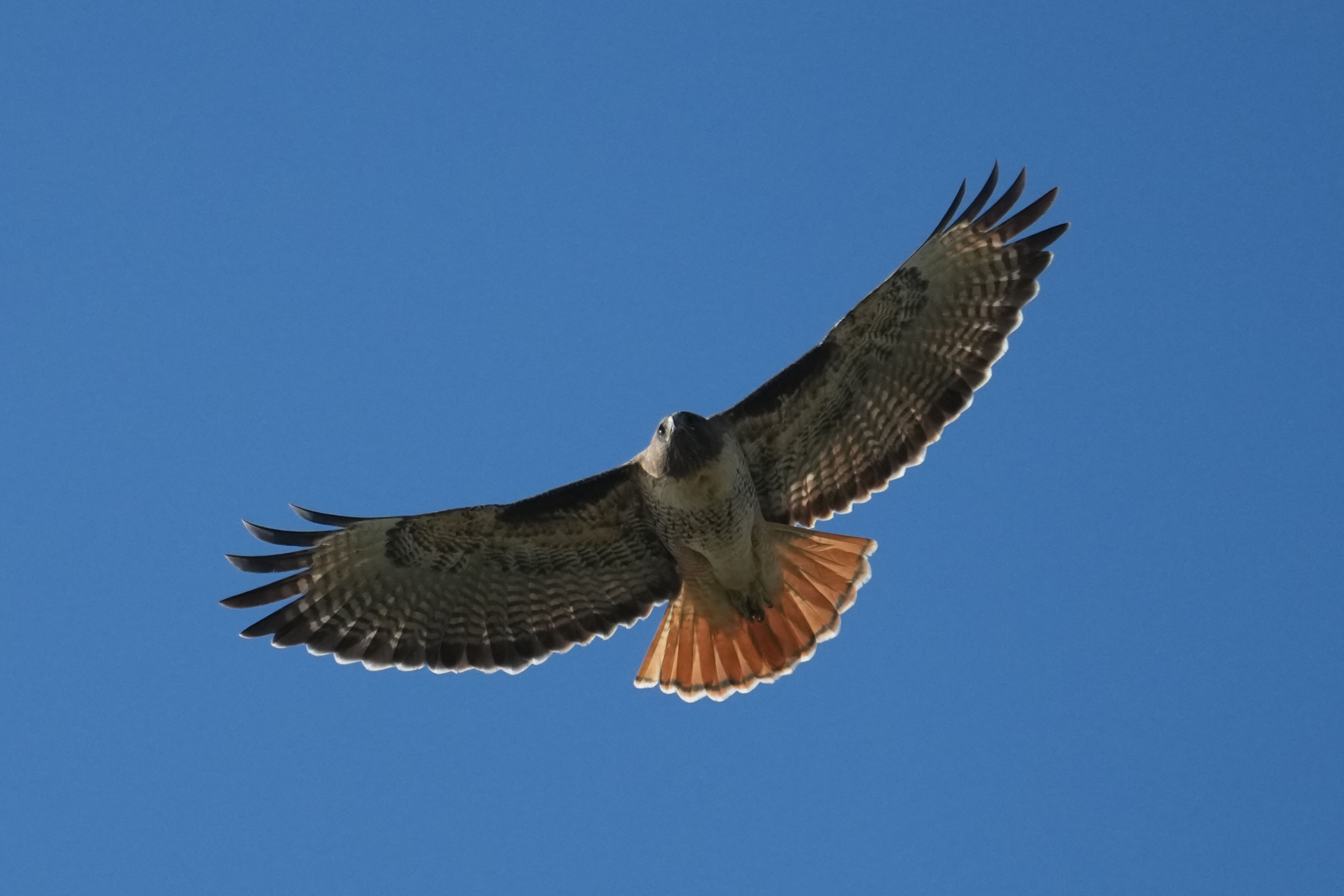 Ed R. Levin County Park