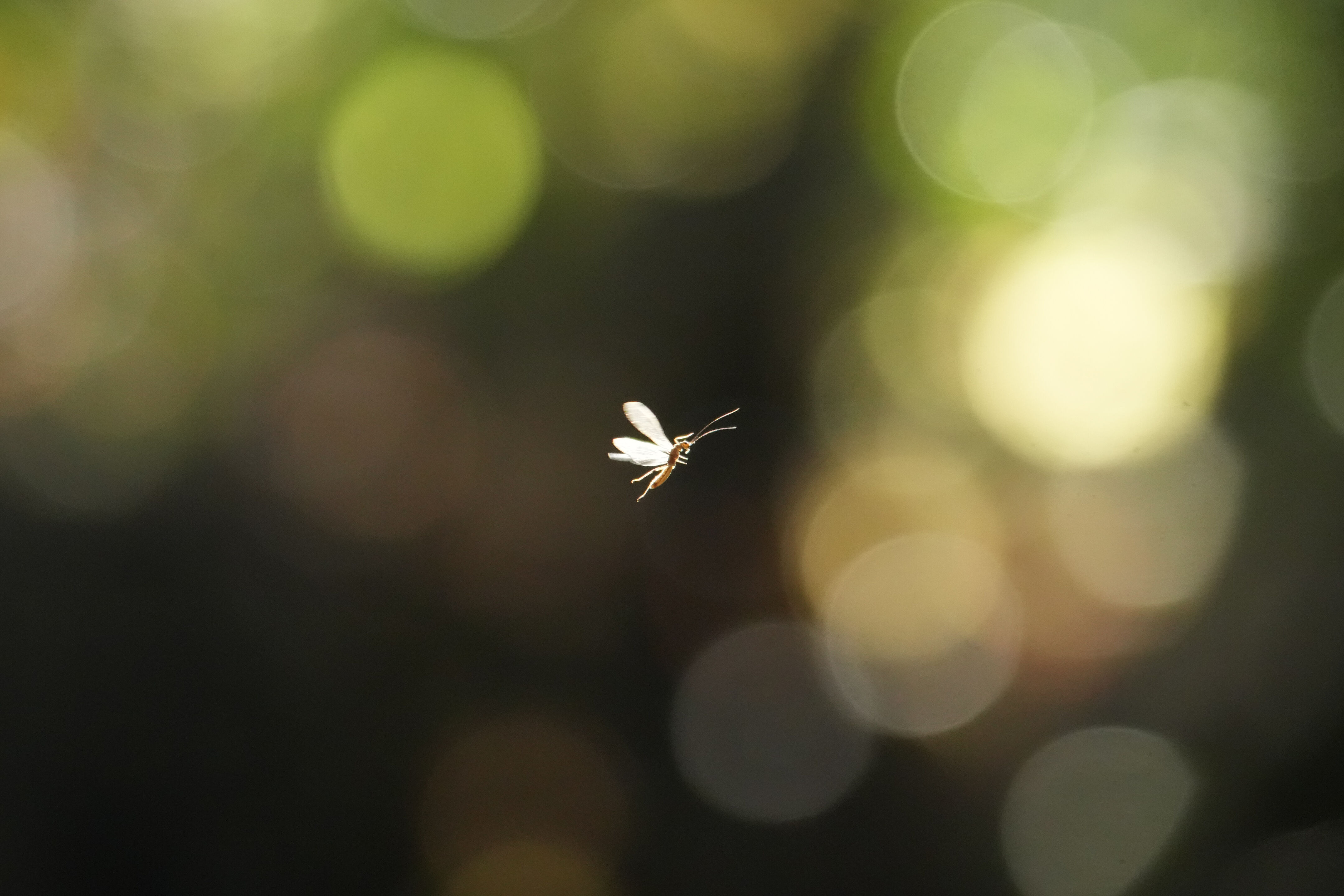 Ed R. Levin County Park