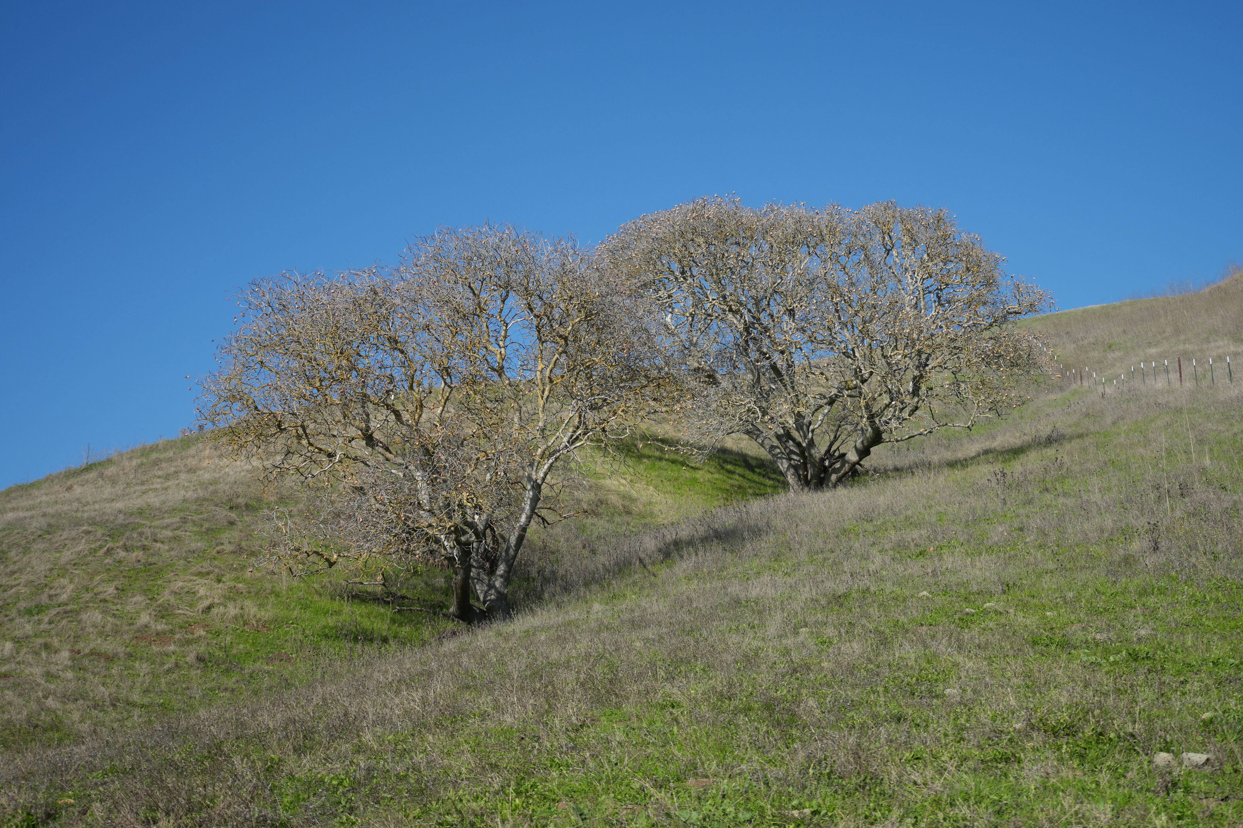 Ed R. Levin County Park
