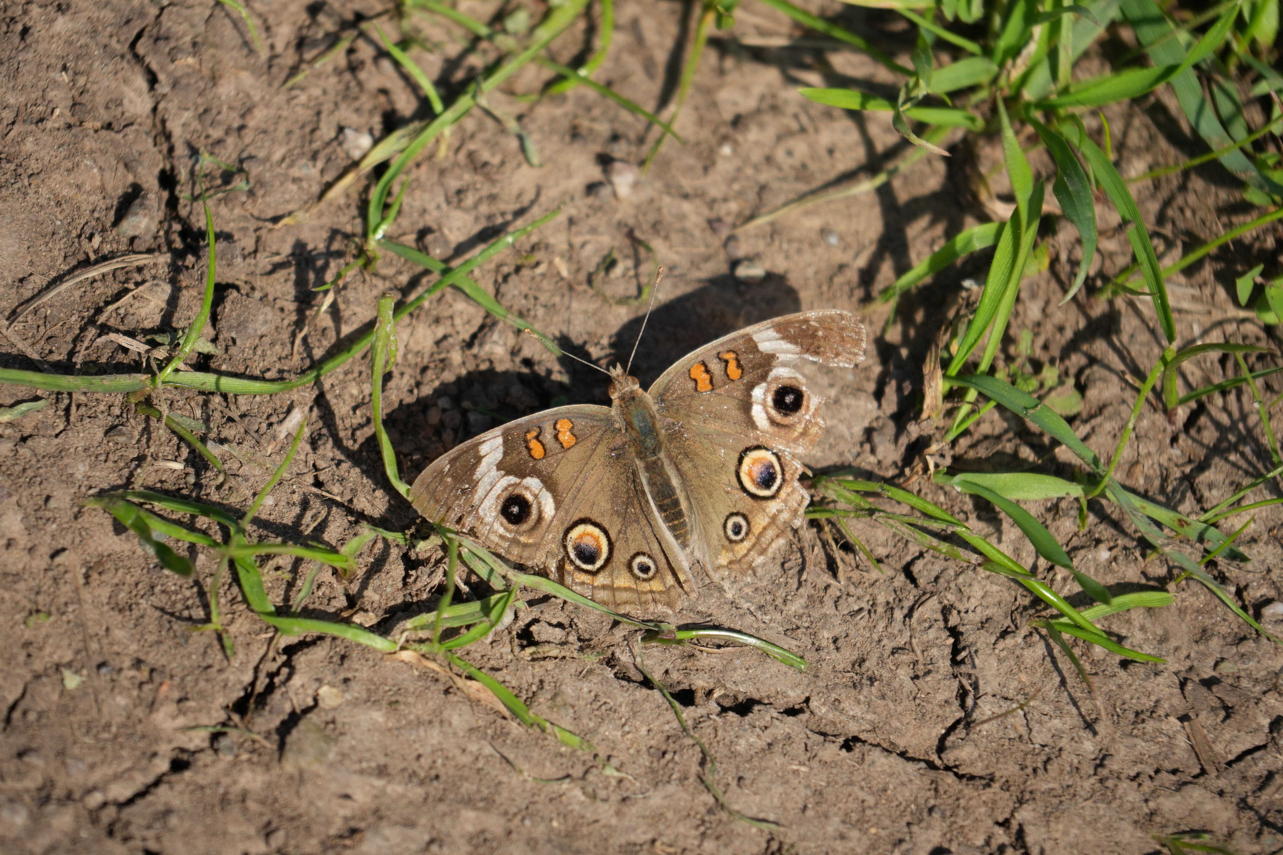 Ed R. Levin County Park