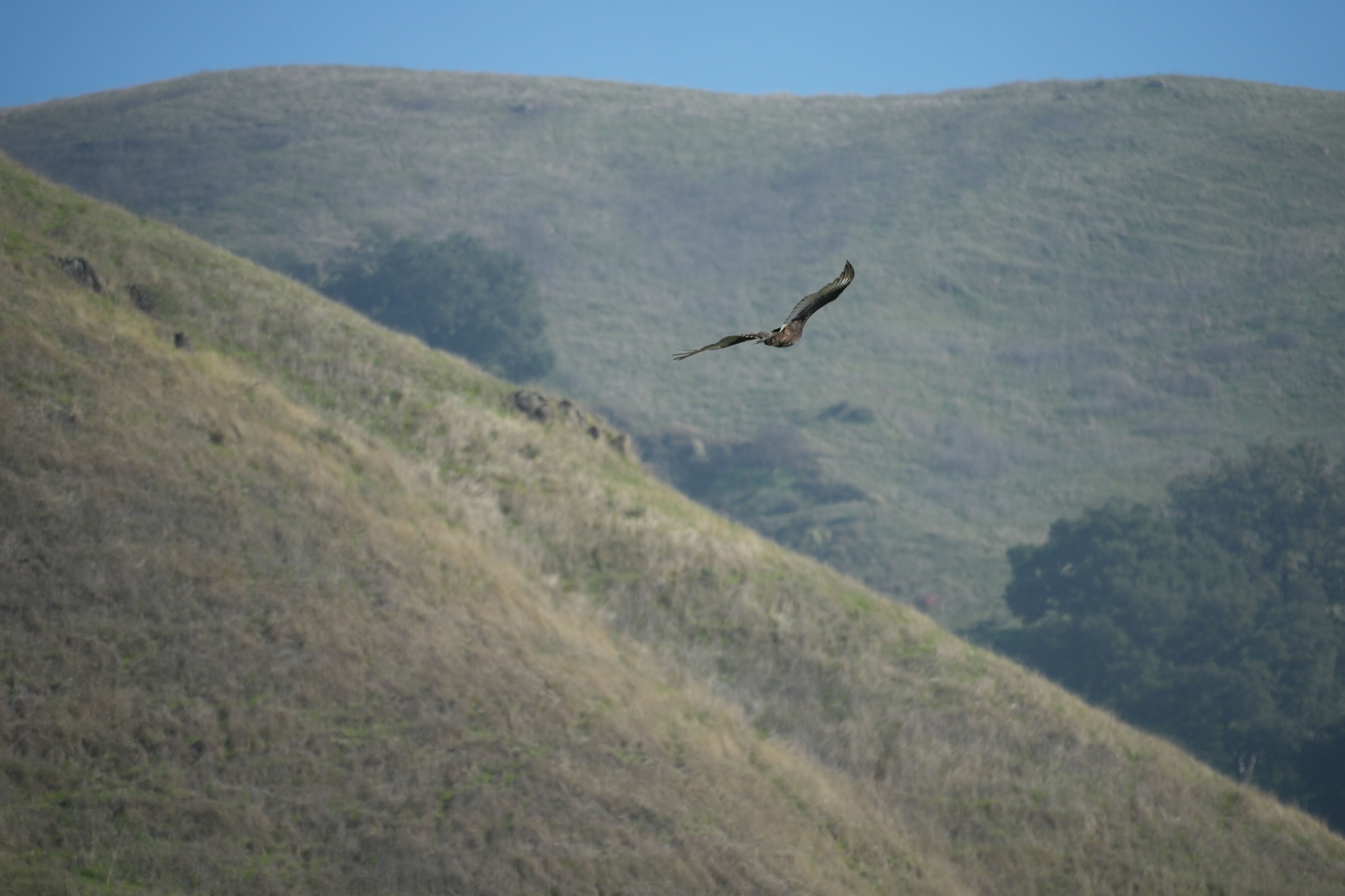 Ed R. Levin County Park