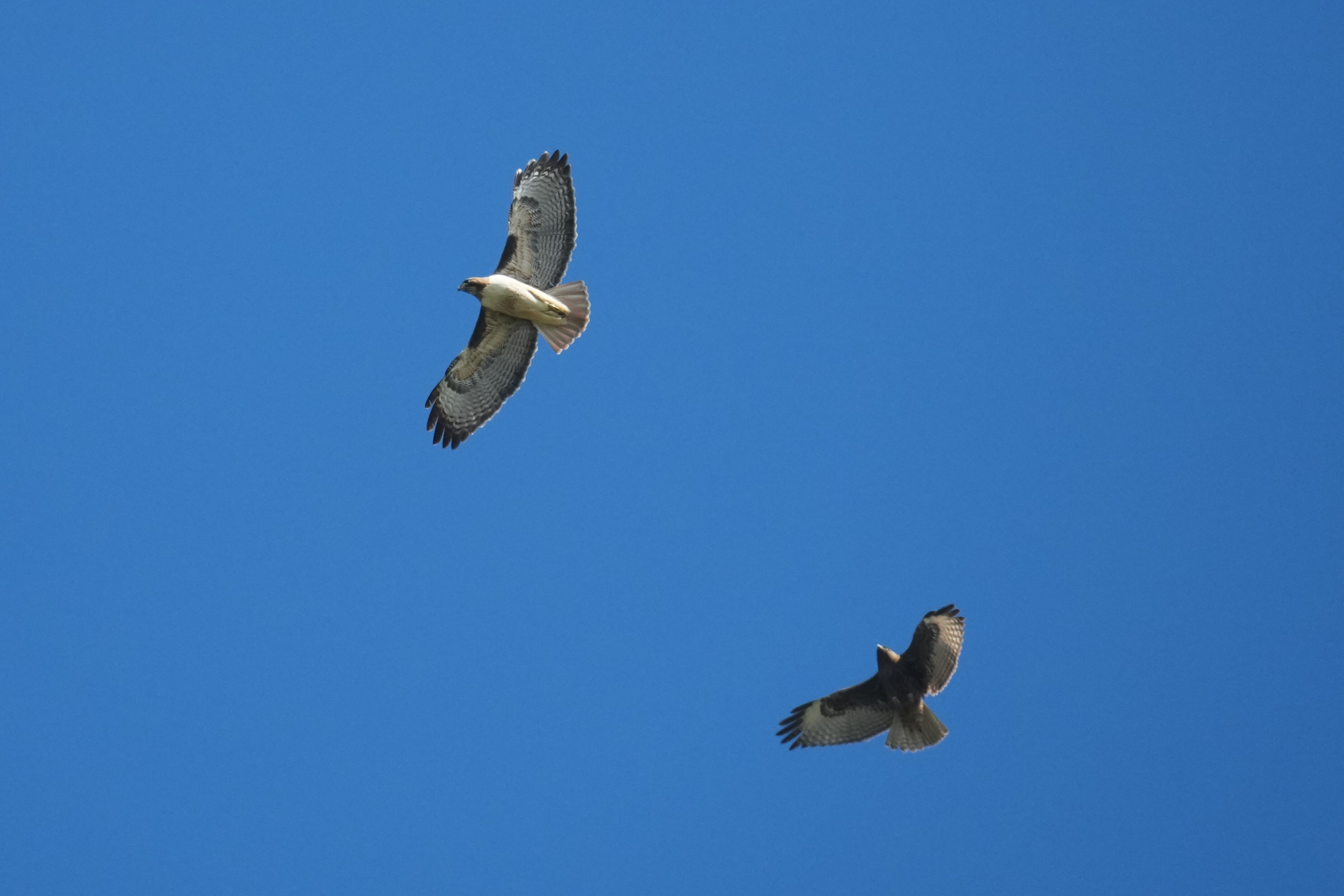 Ed R. Levin County Park
