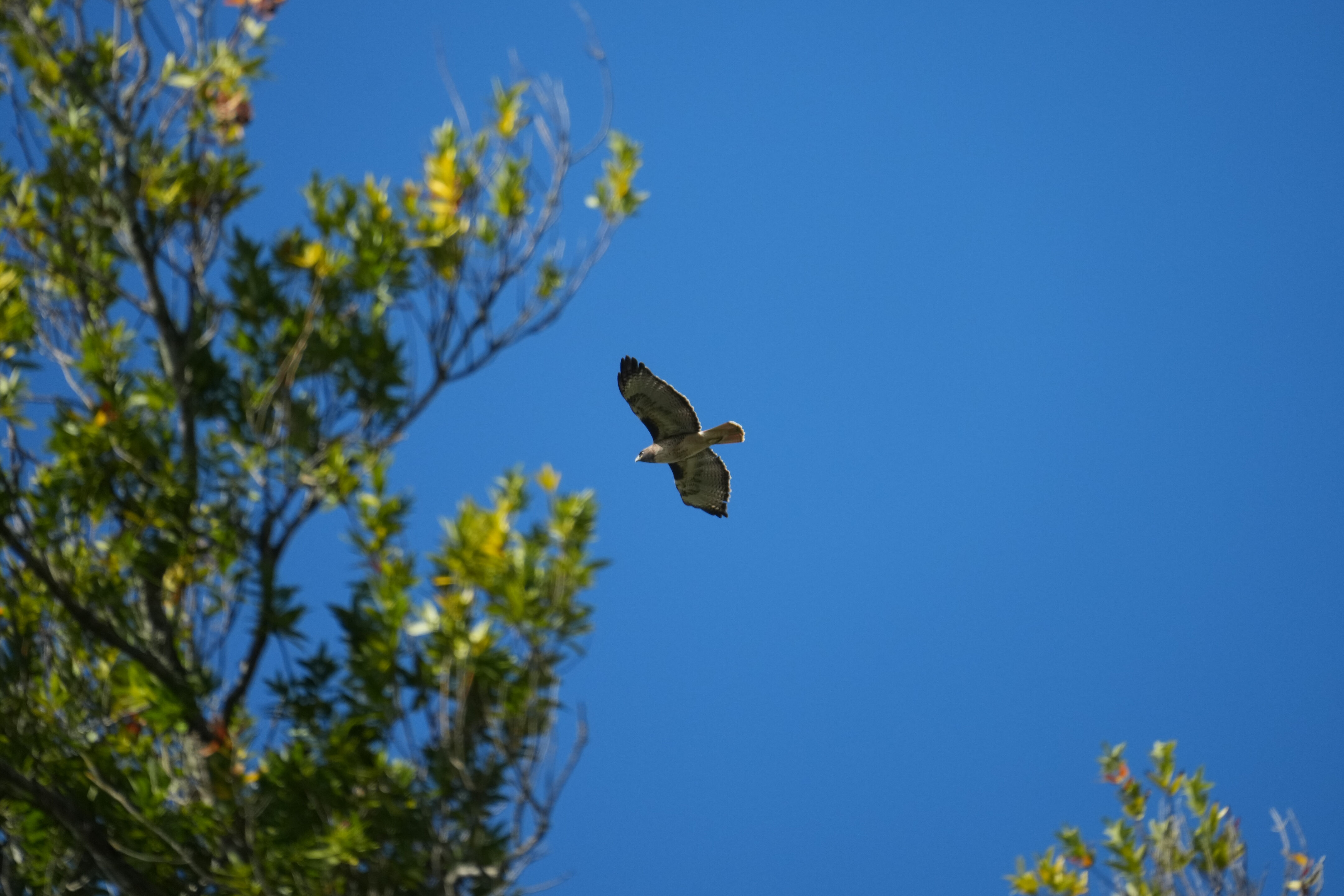 Ed R. Levin County Park
