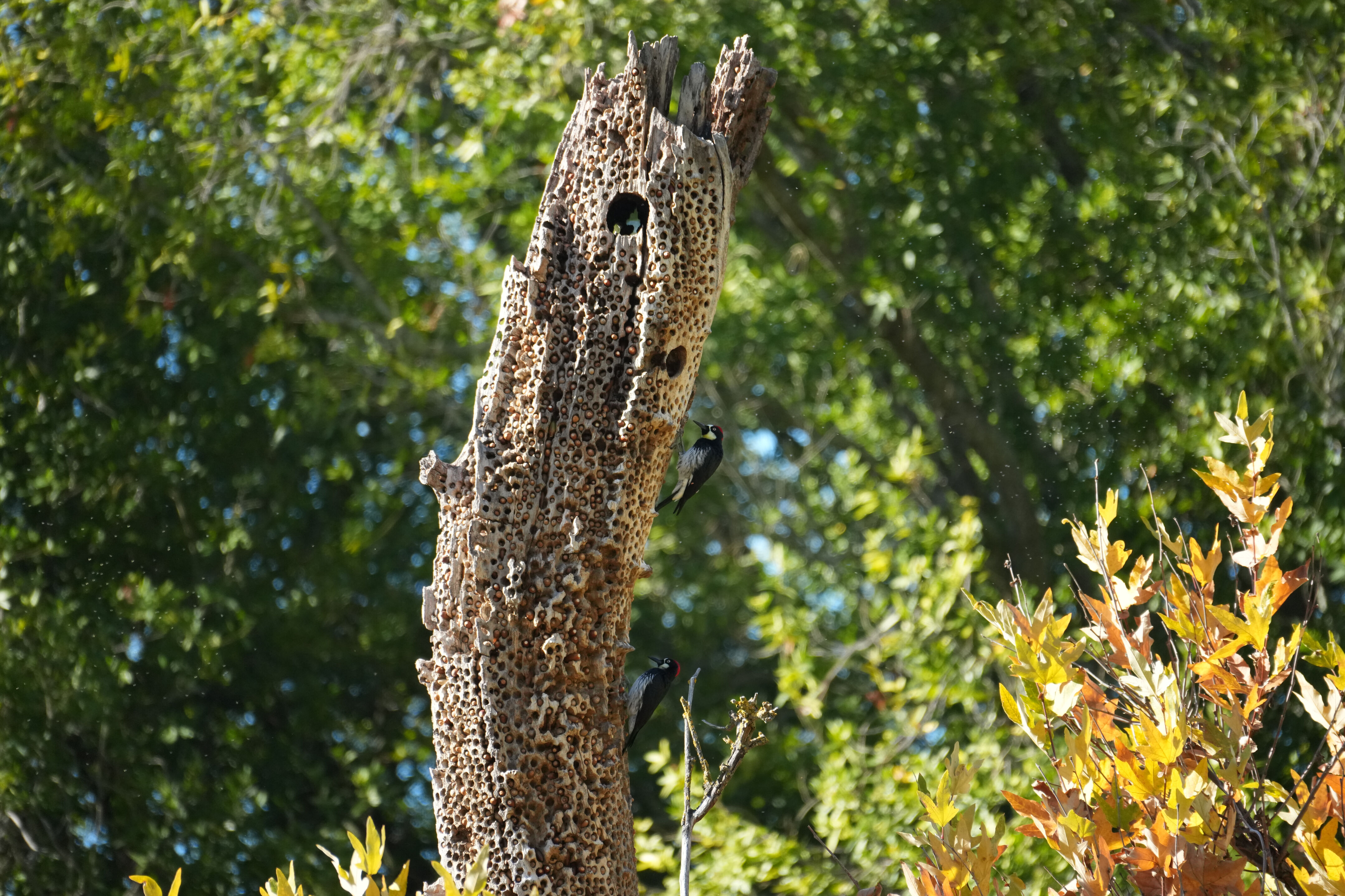 Ed R. Levin County Park