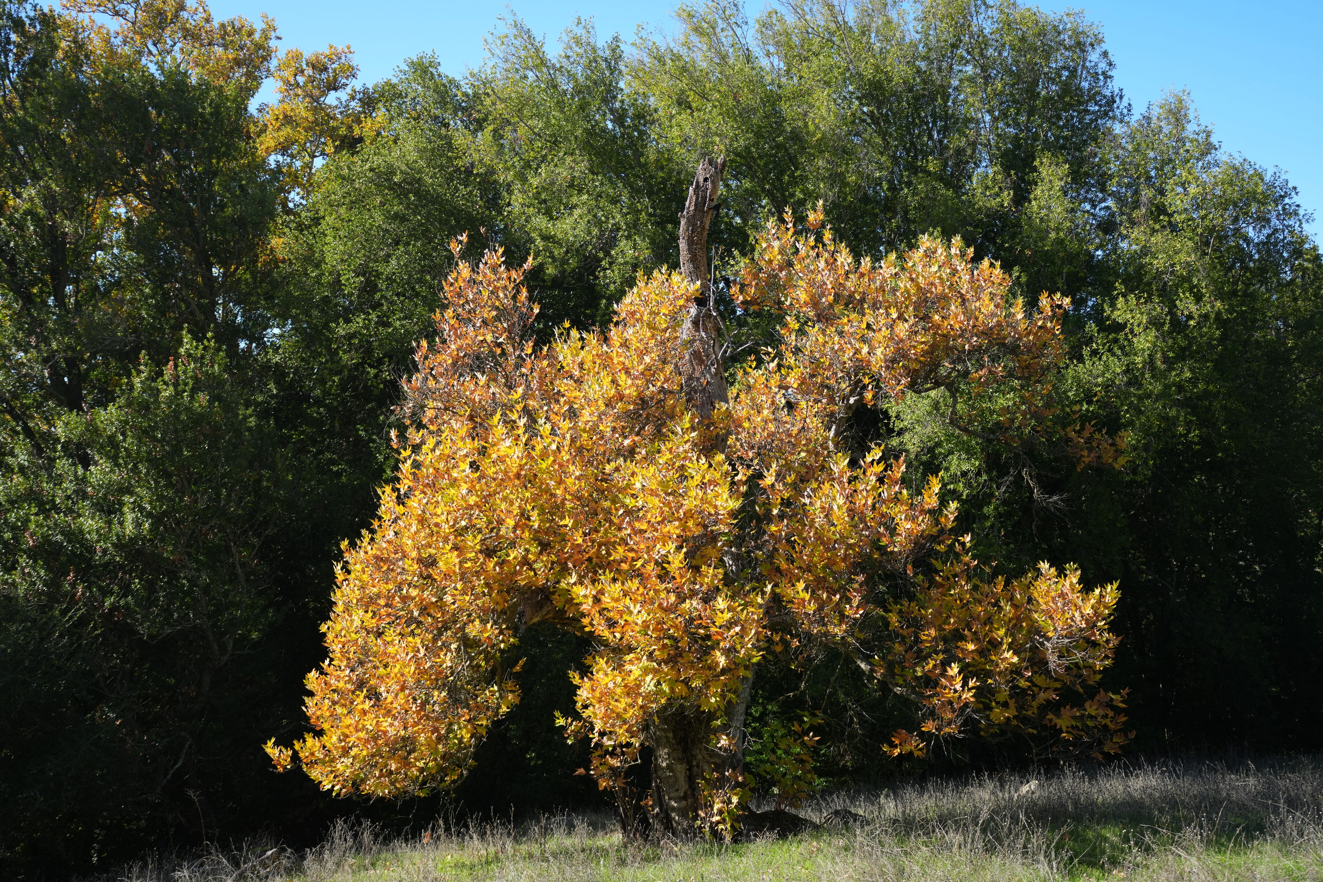 Ed R. Levin County Park