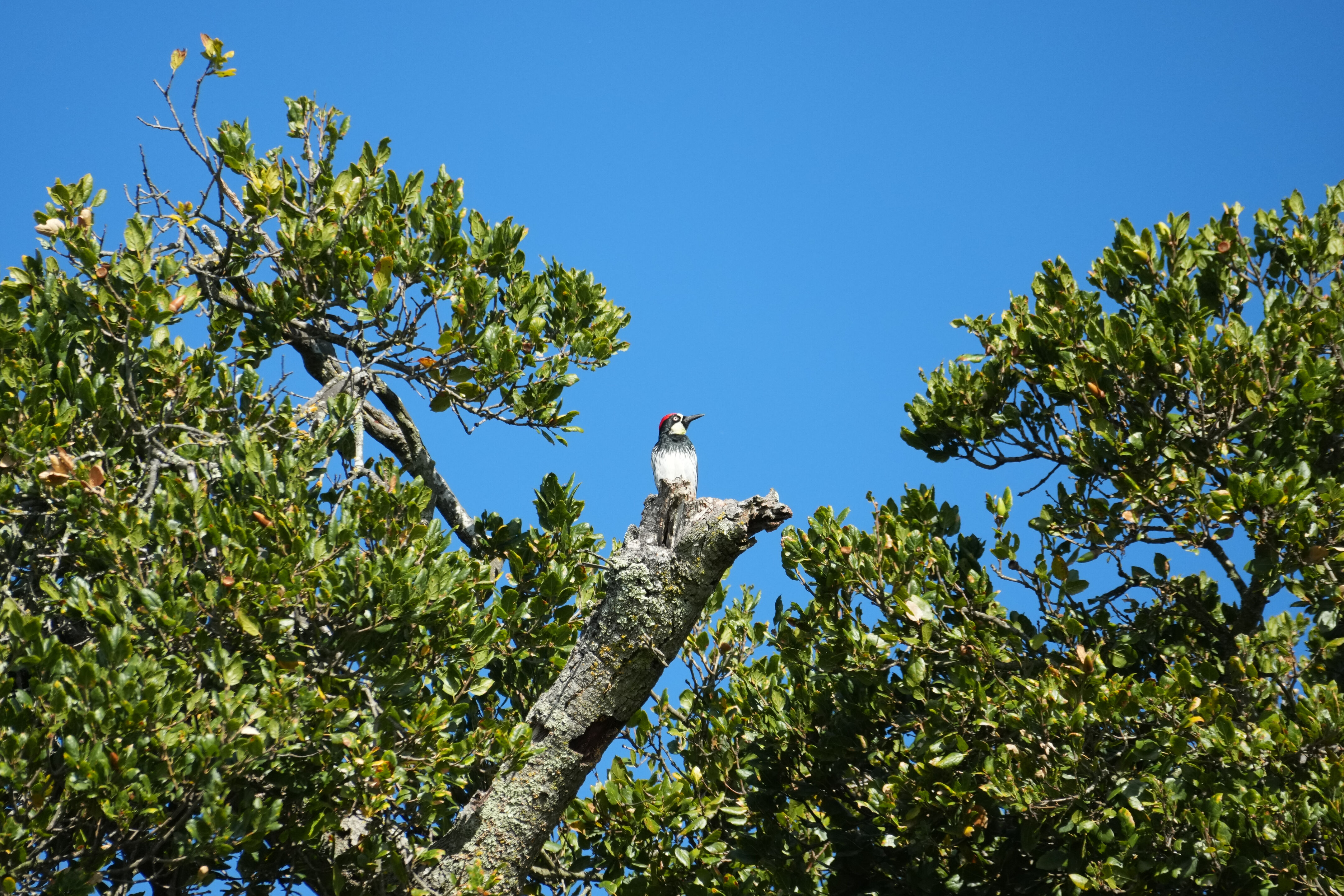 Ed R. Levin County Park