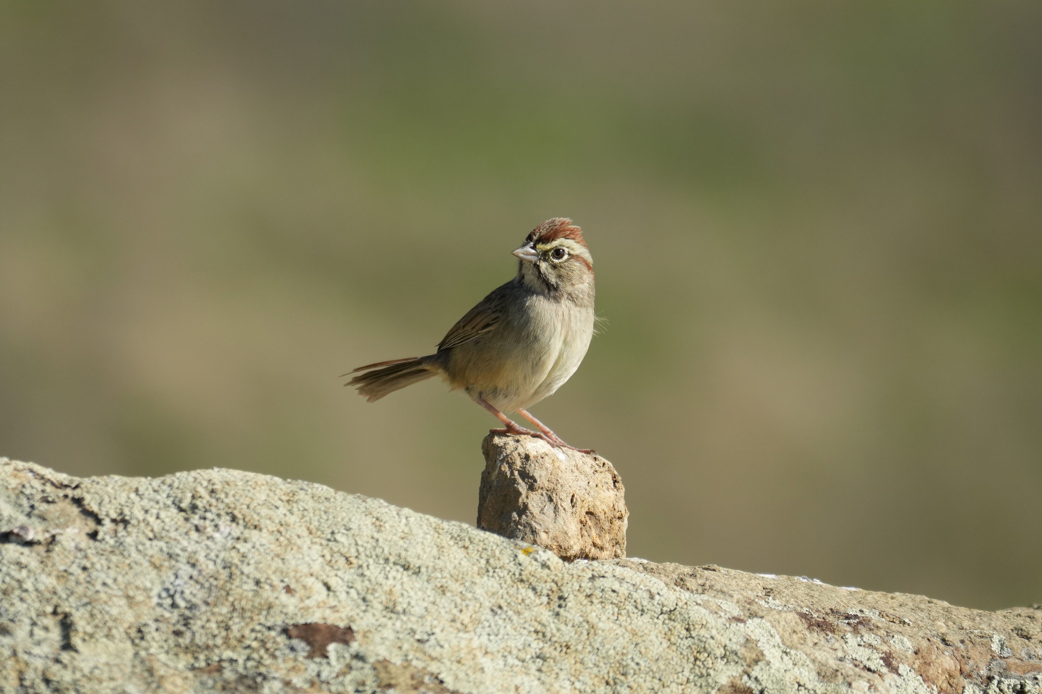 Ed R. Levin County Park
