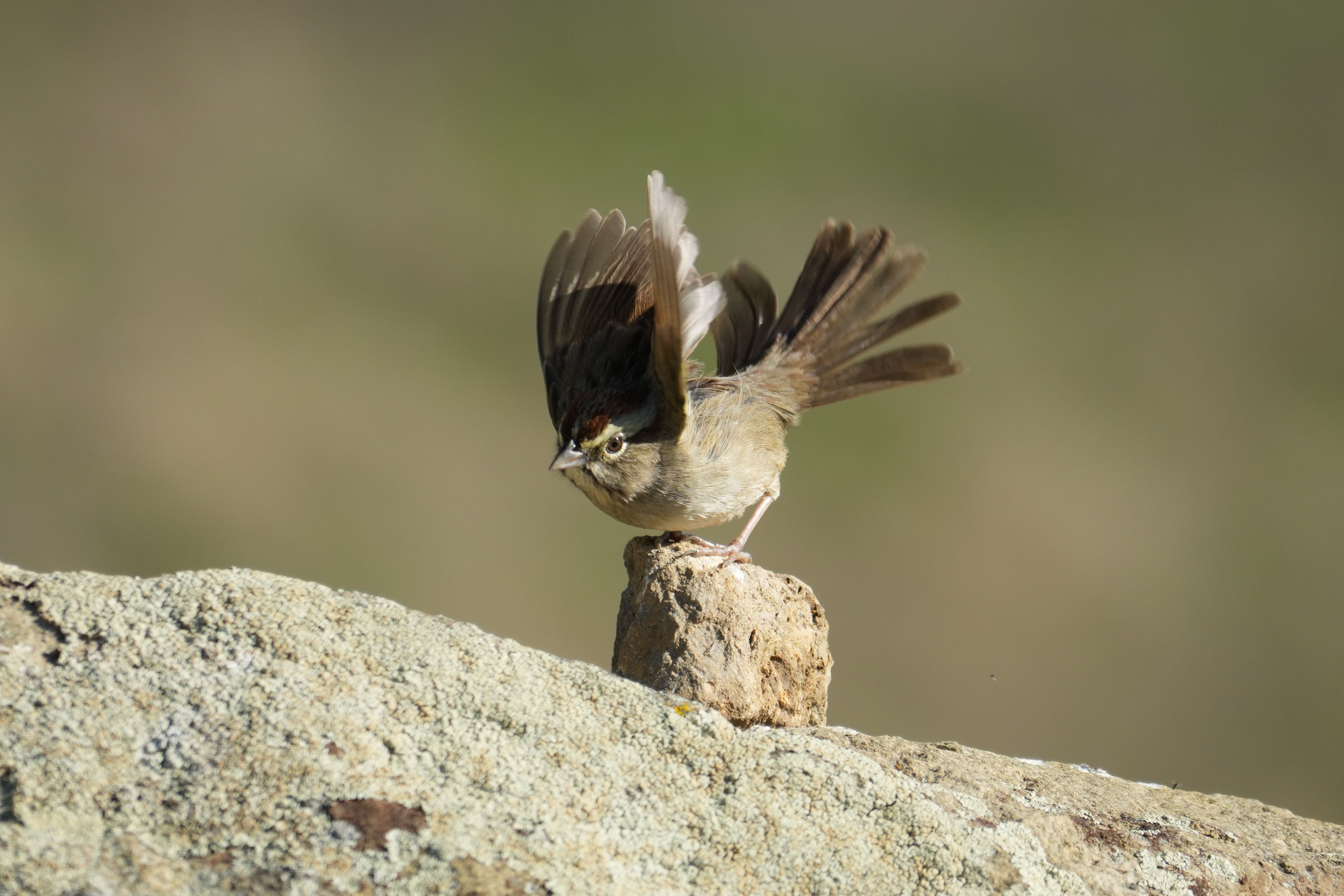 Ed R. Levin County Park