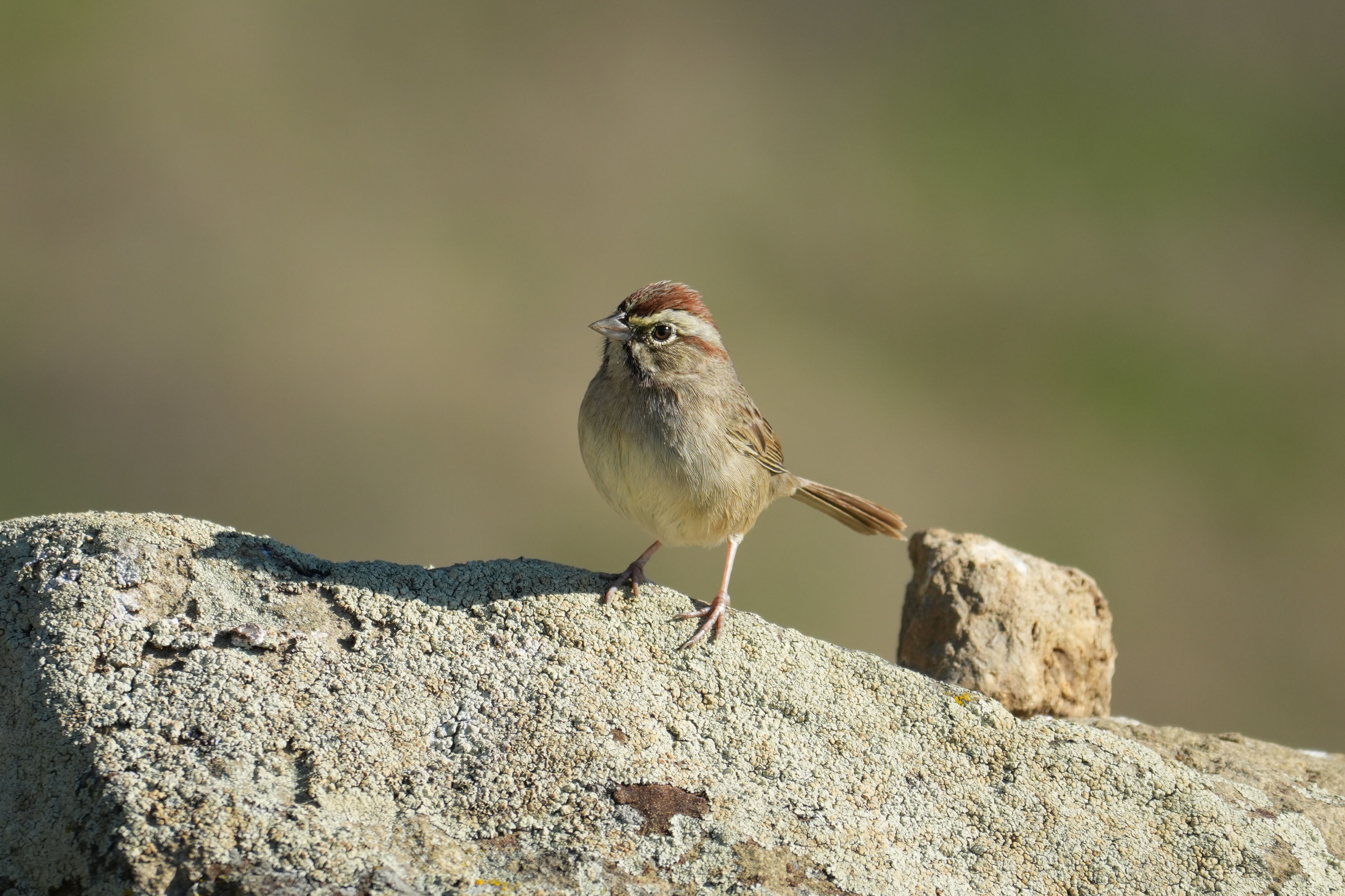 Ed R. Levin County Park