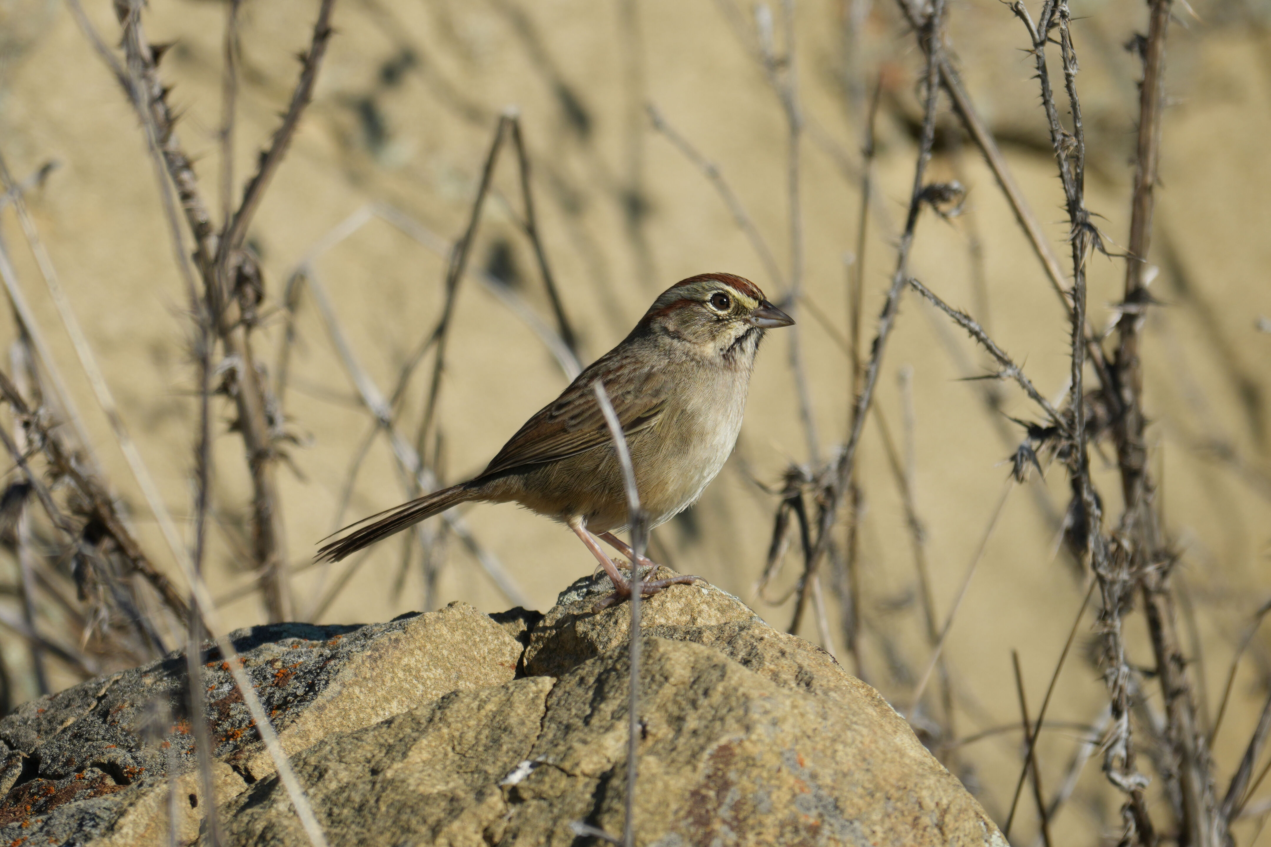 Ed R. Levin County Park