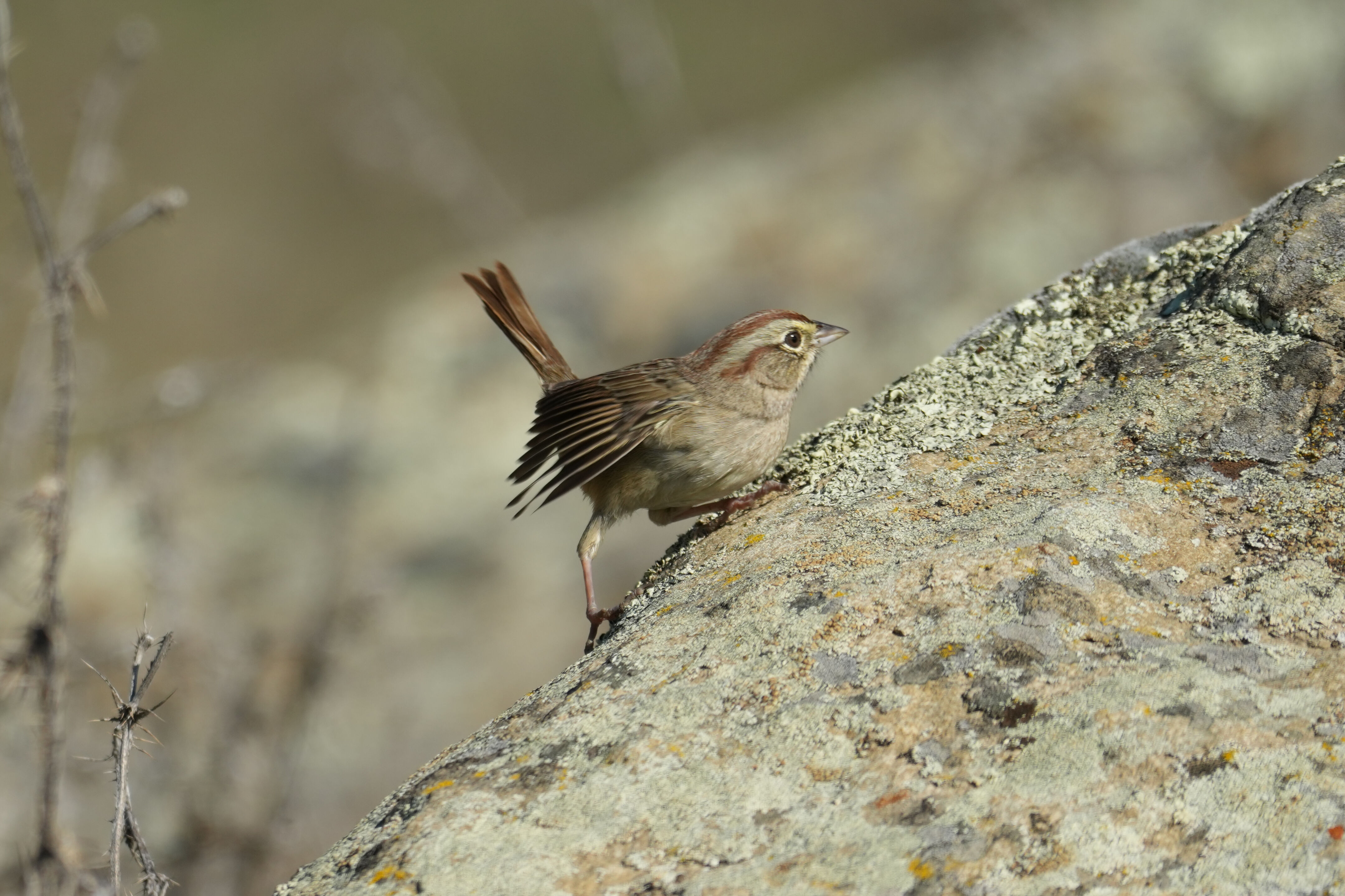 Ed R. Levin County Park