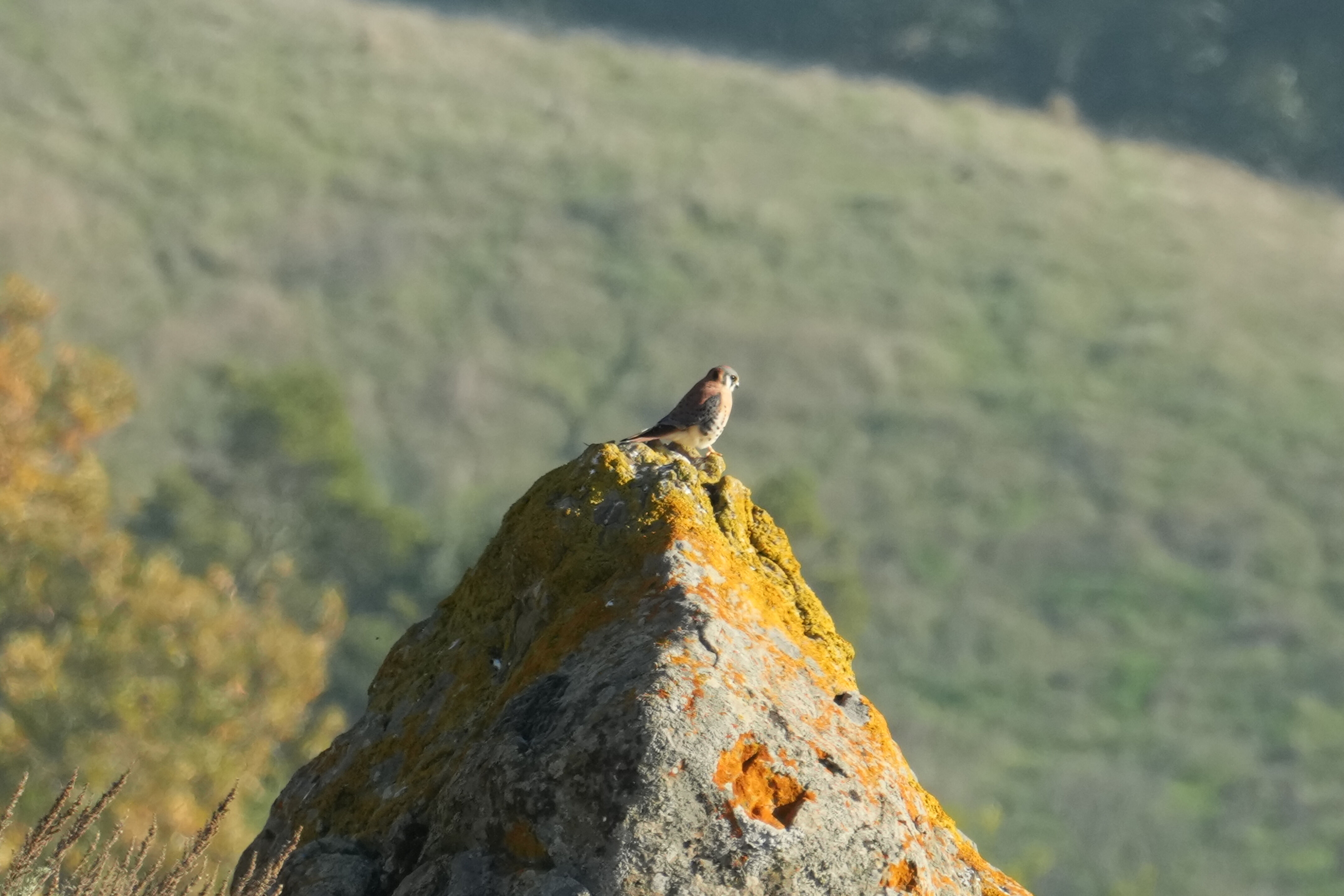 Ed R. Levin County Park
