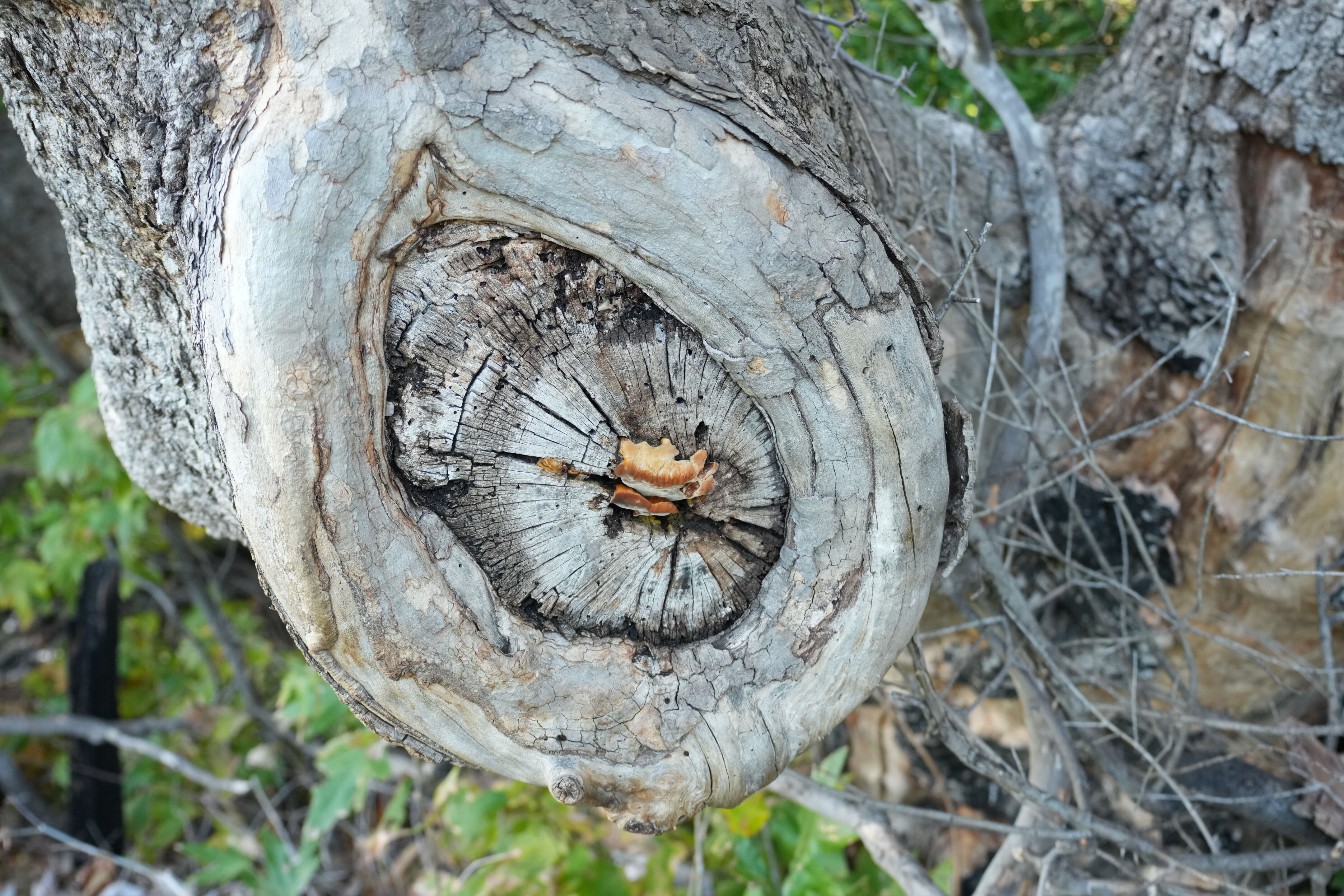 Ed R. Levin County Park