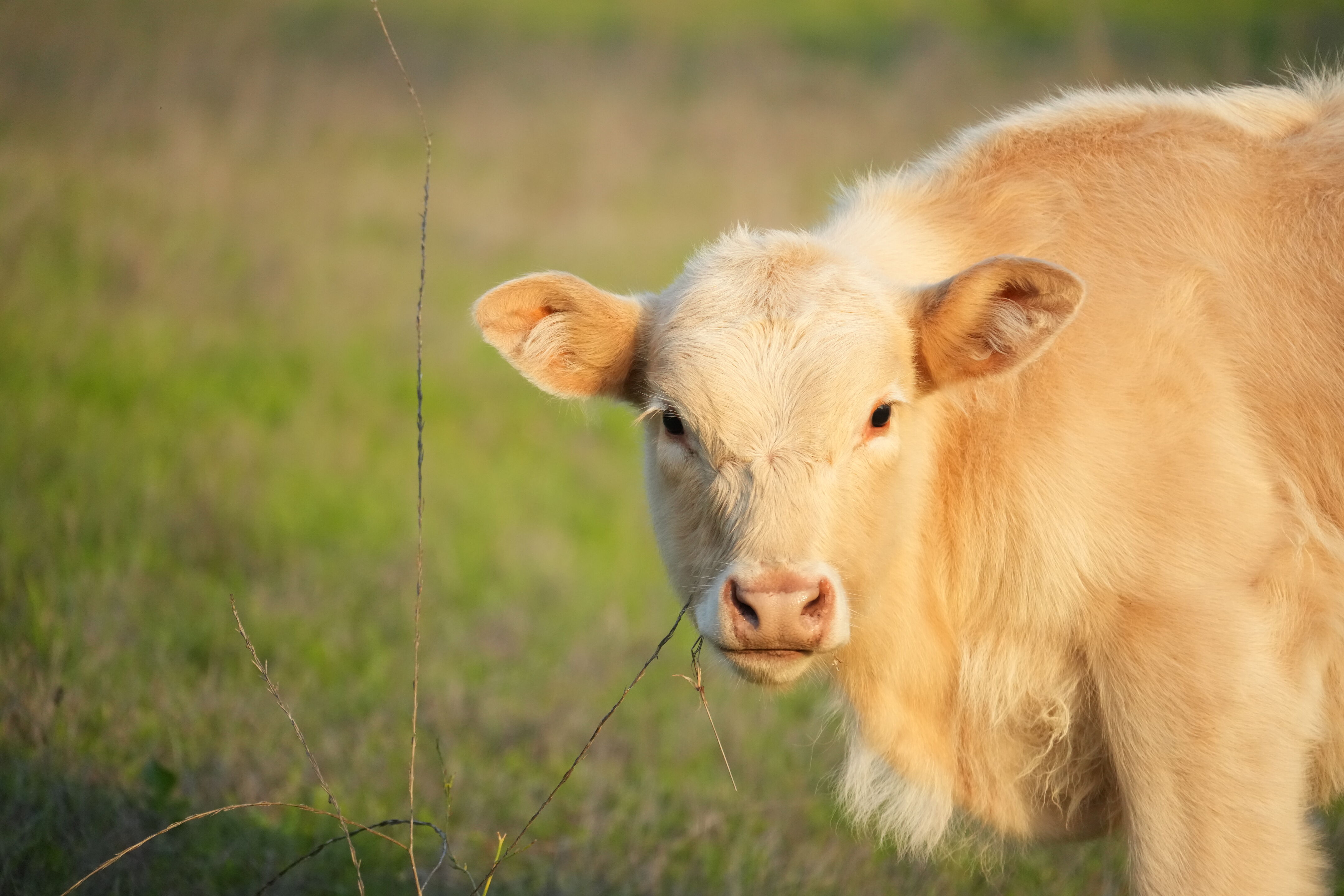 Ed R. Levin County Park