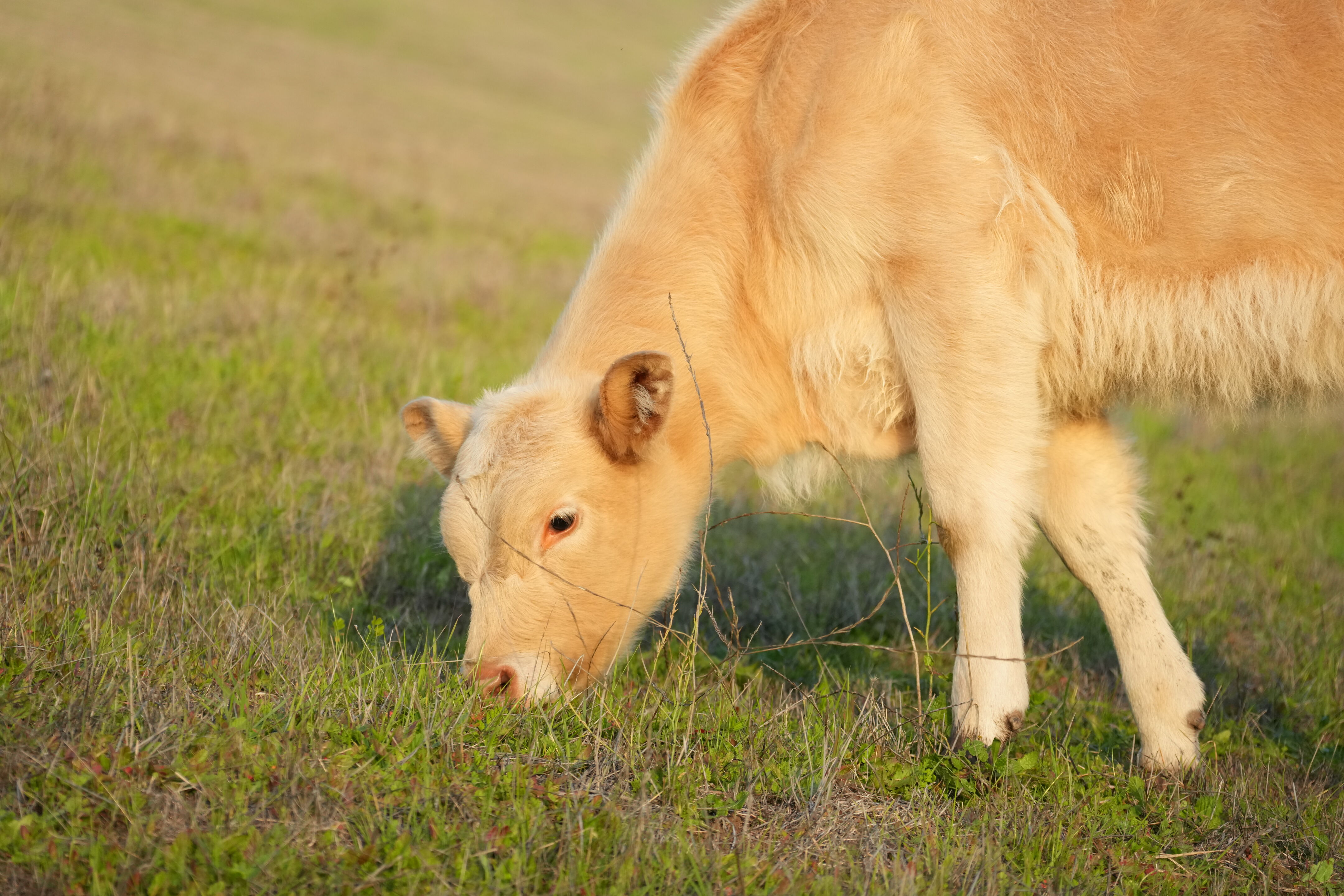 Ed R. Levin County Park
