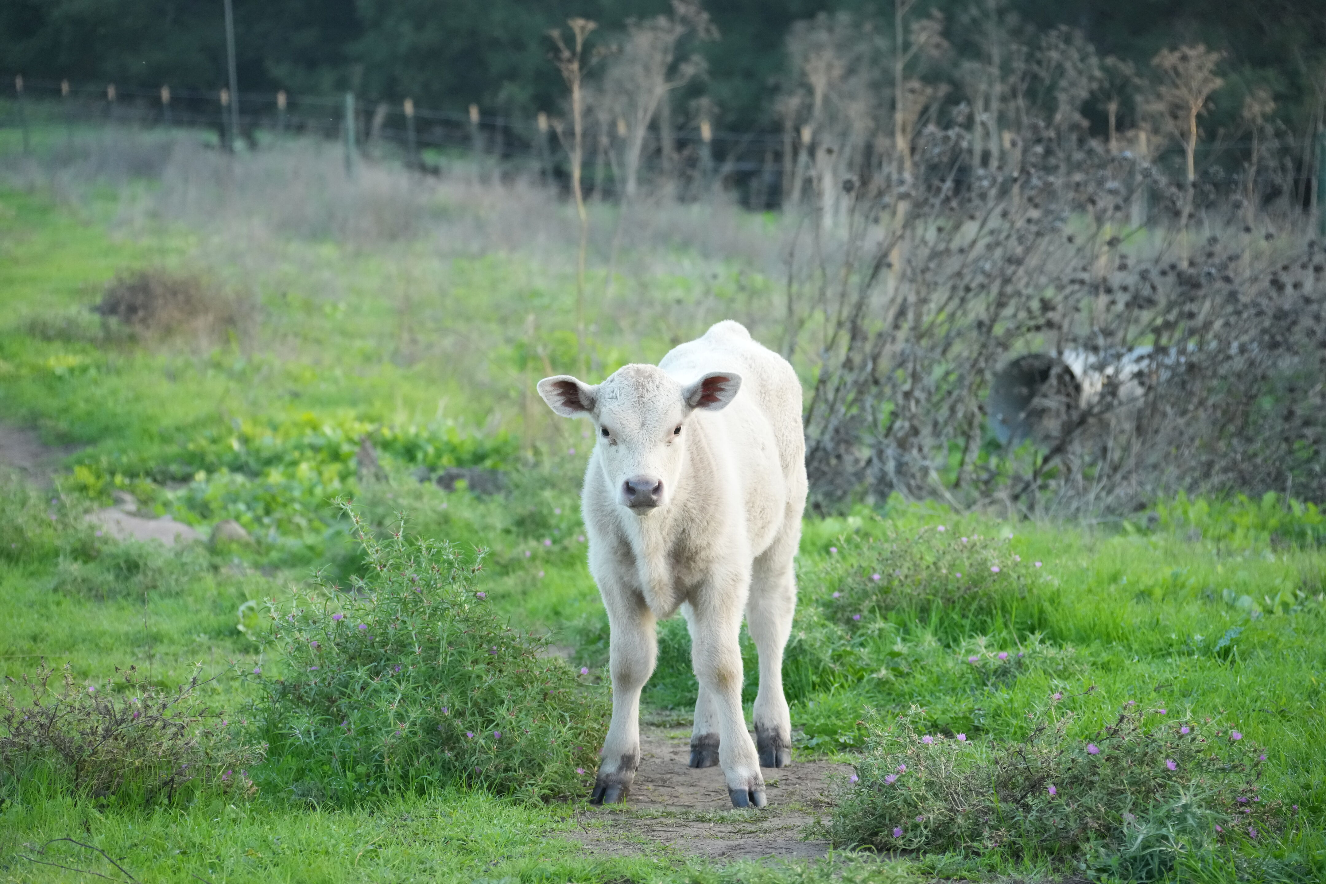 Ed R. Levin County Park