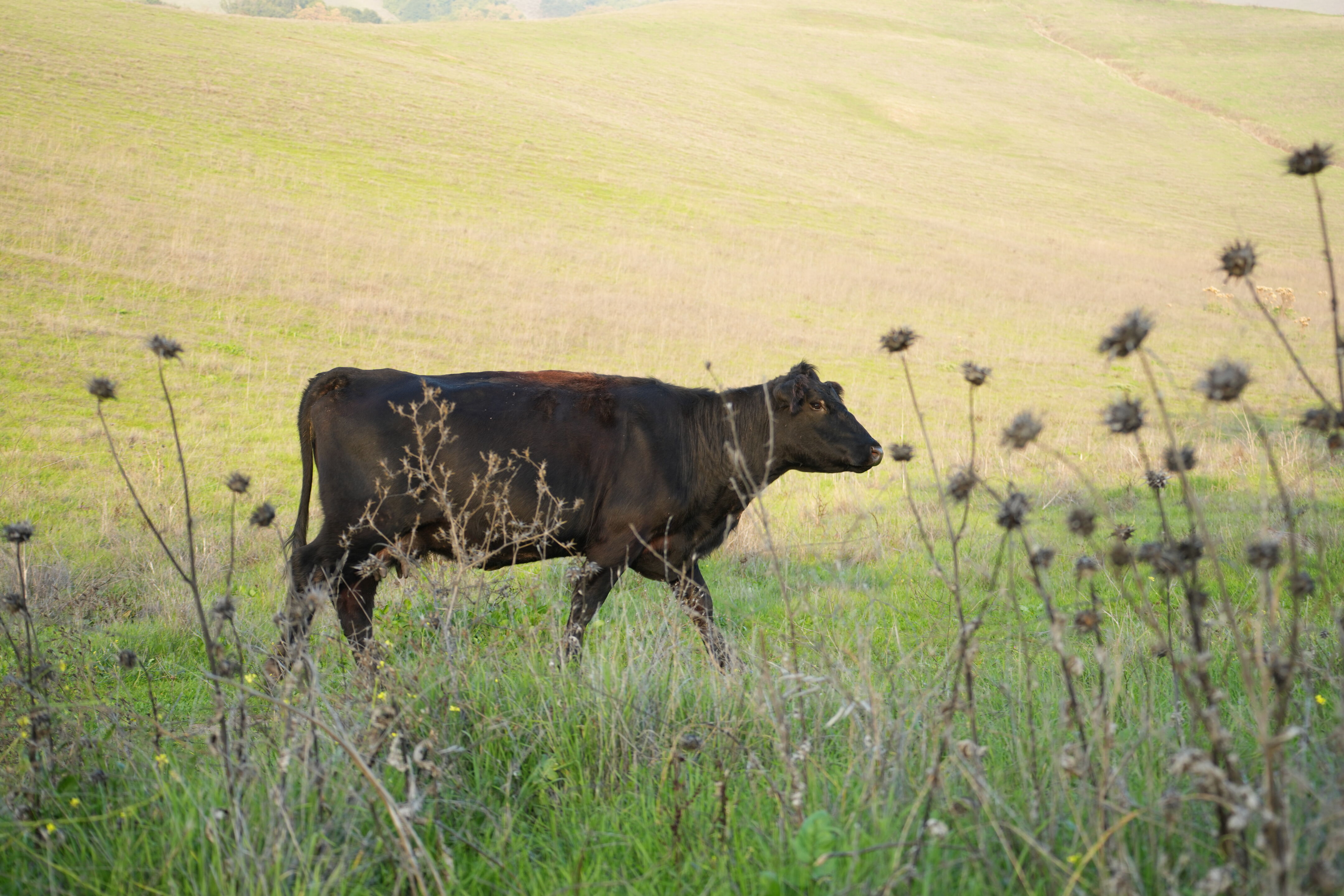 Ed R. Levin County Park