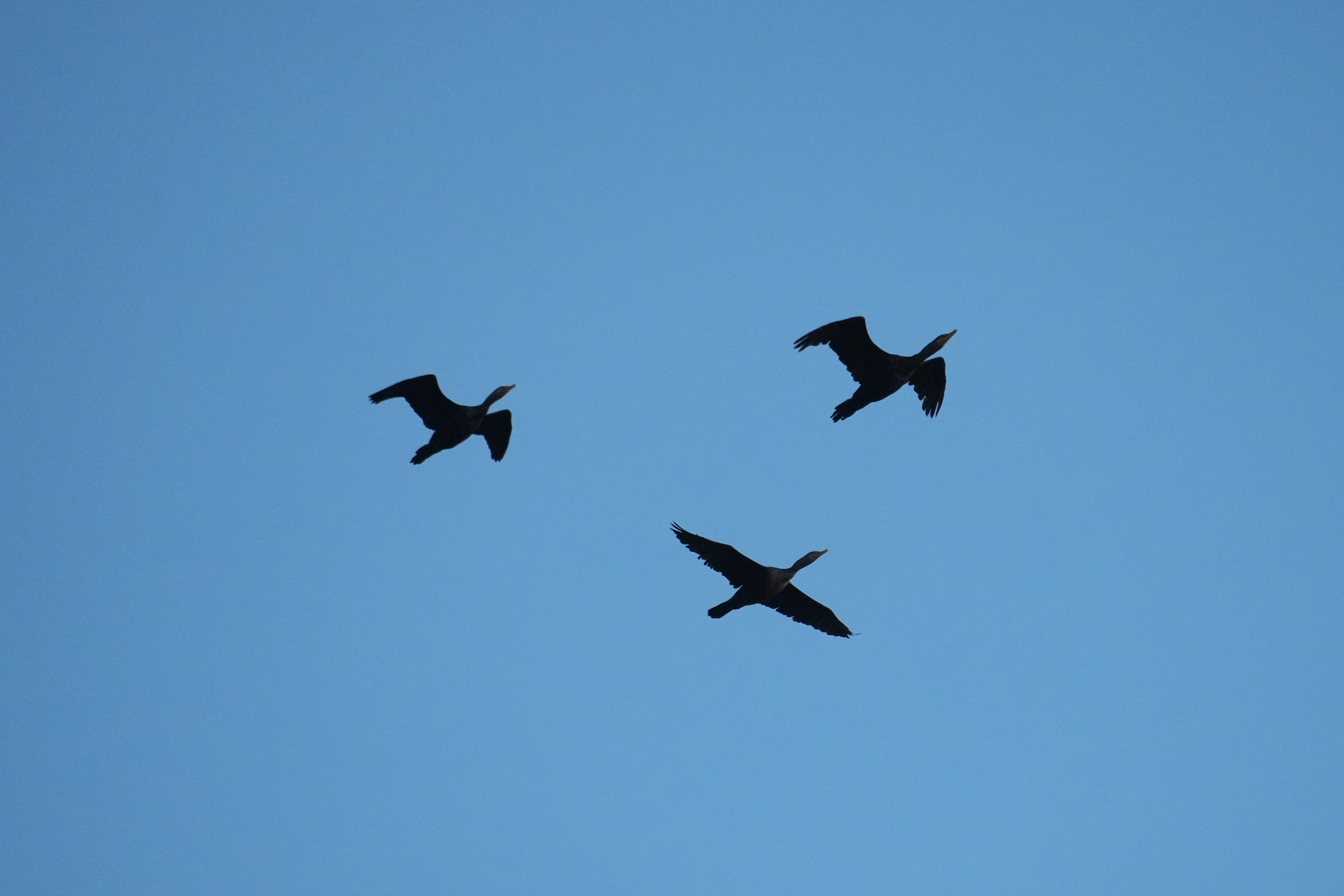 Ed R. Levin County Park