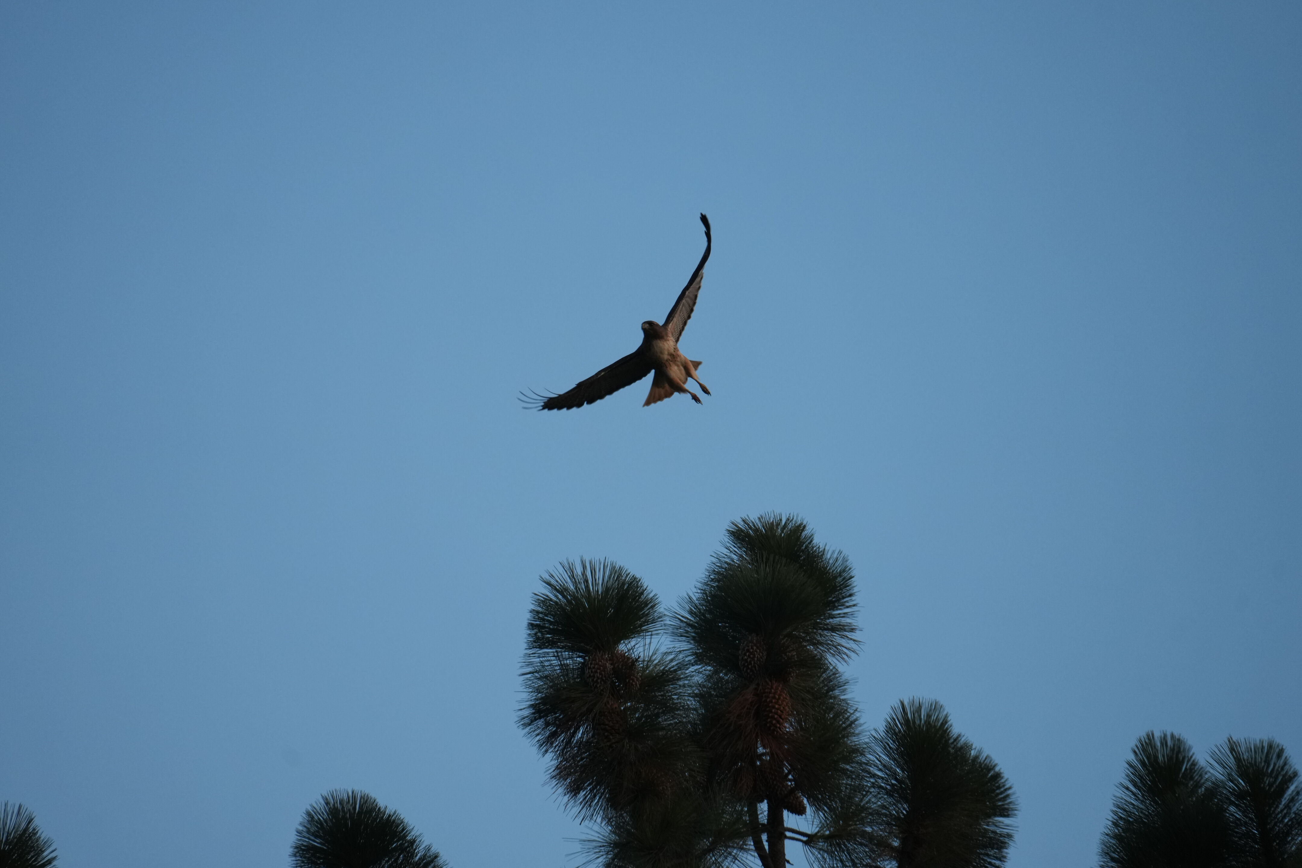 Ed R. Levin County Park