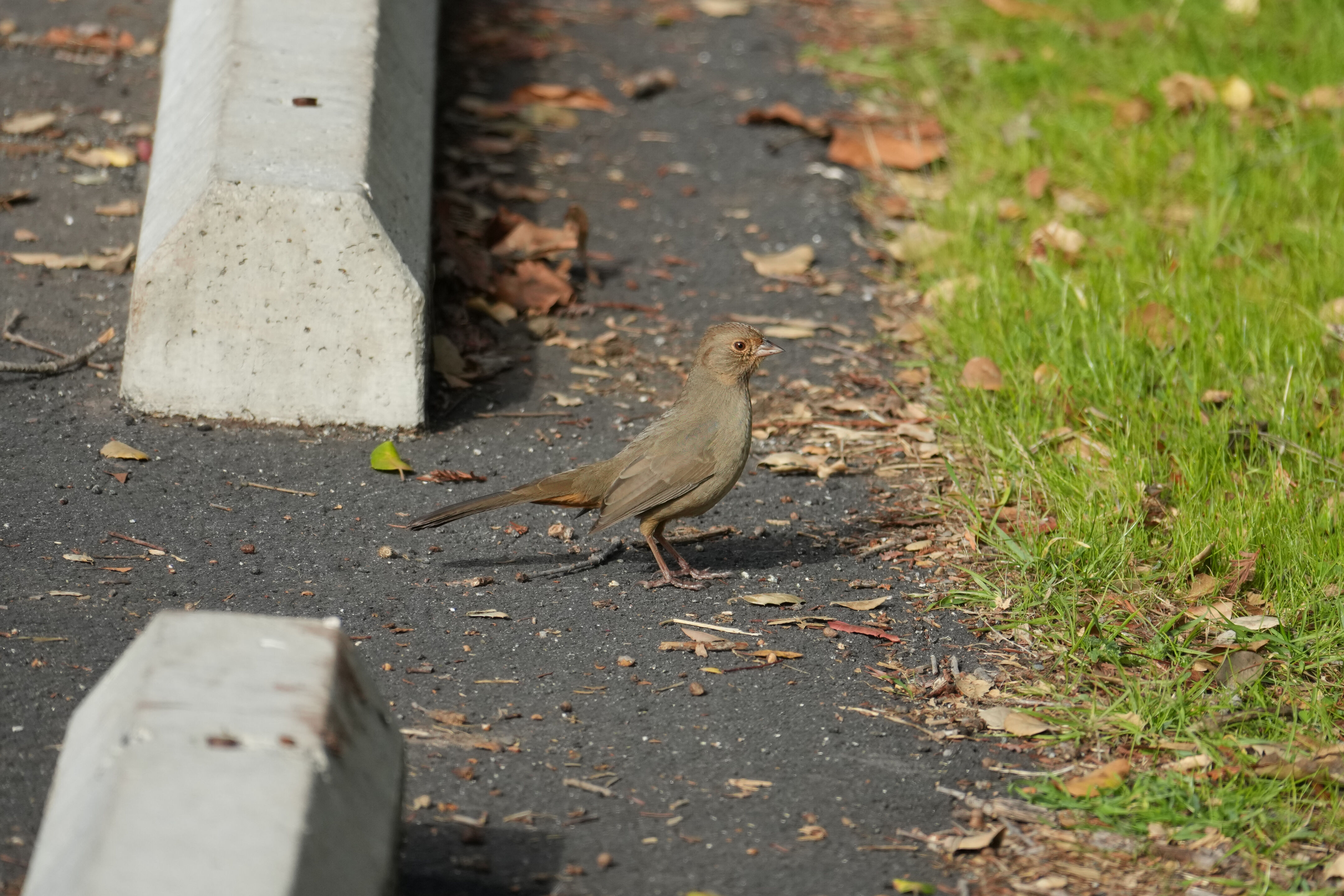 Ed R. Levin County Park