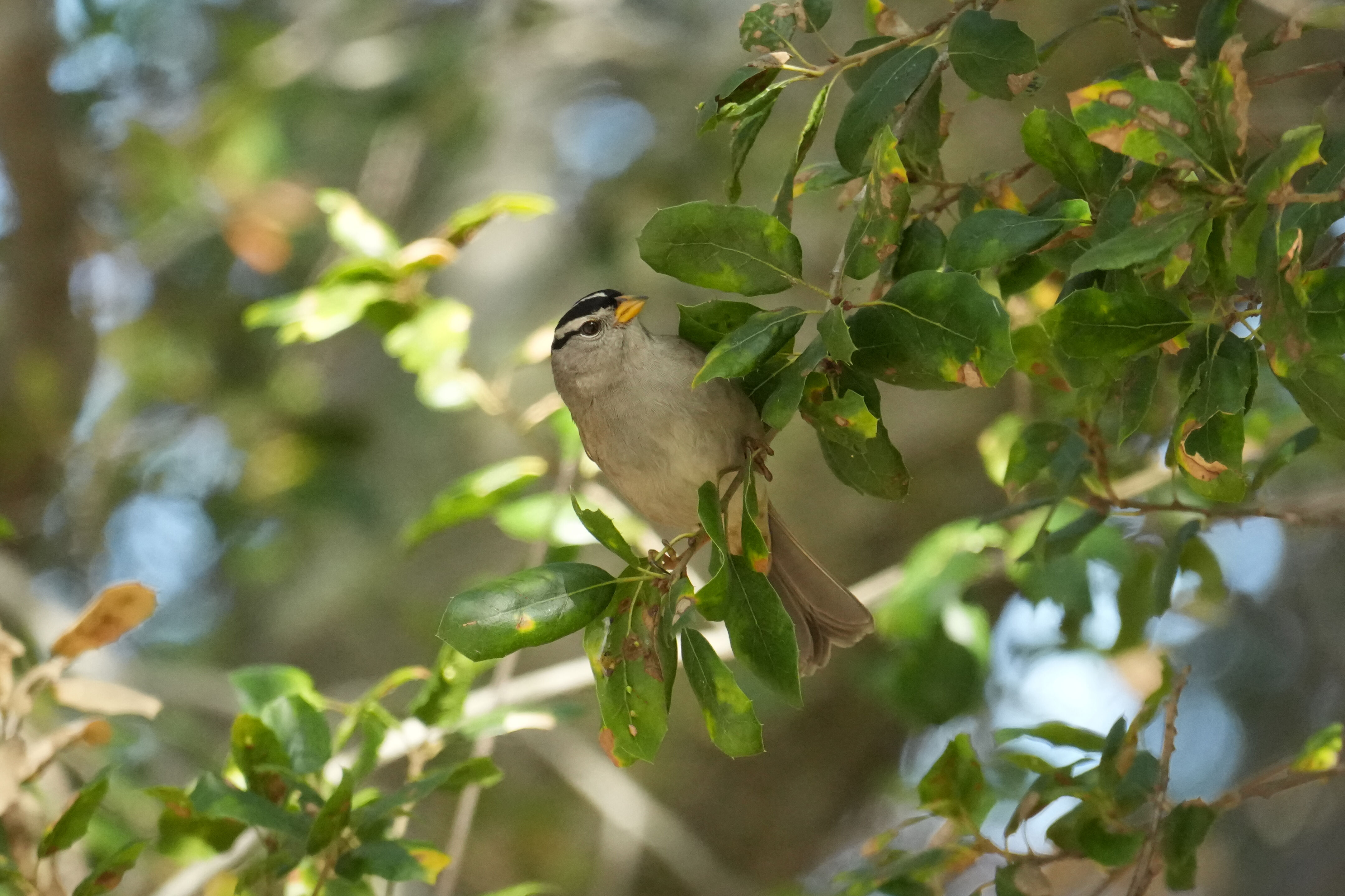 Ed R. Levin County Park