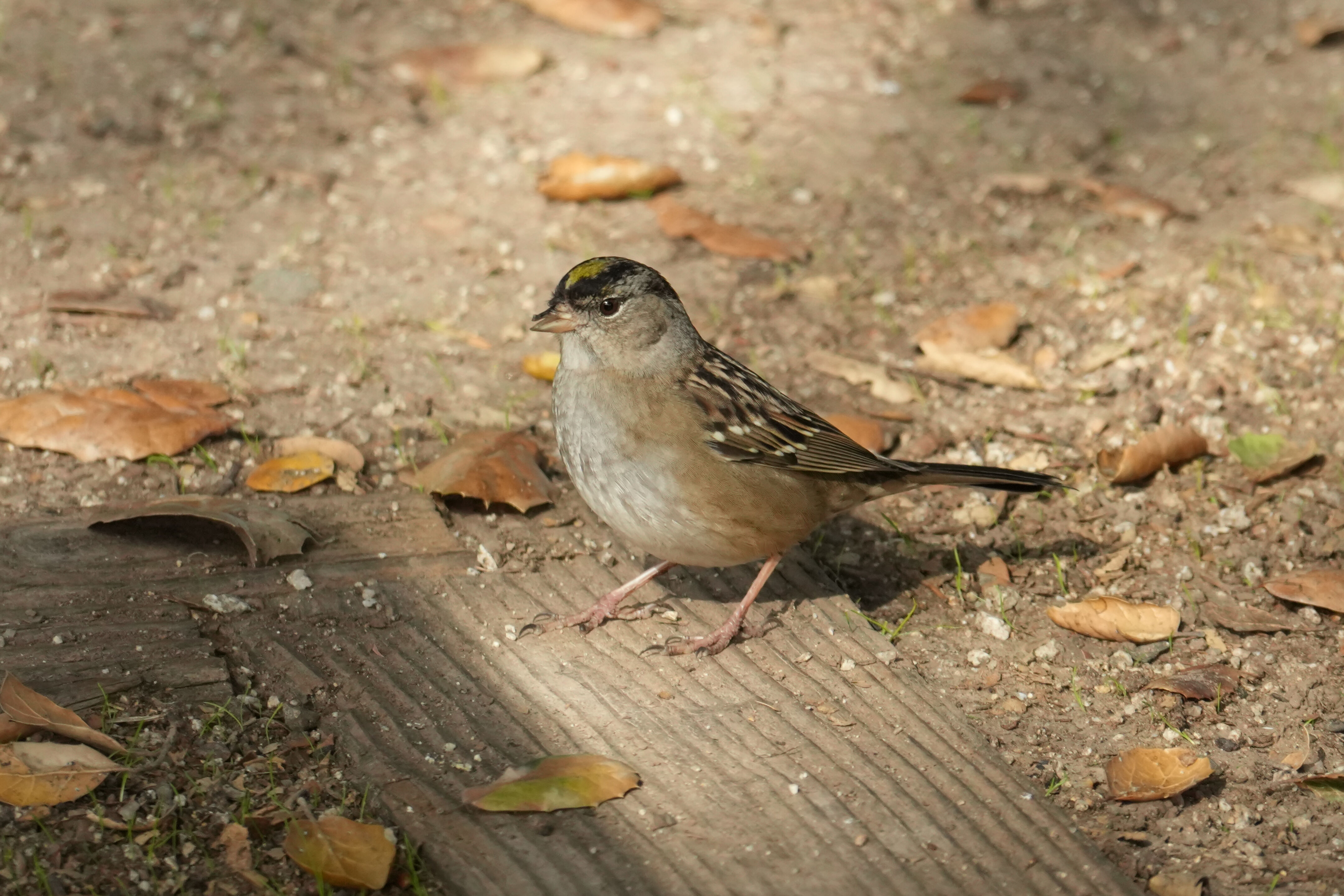 Ed R. Levin County Park