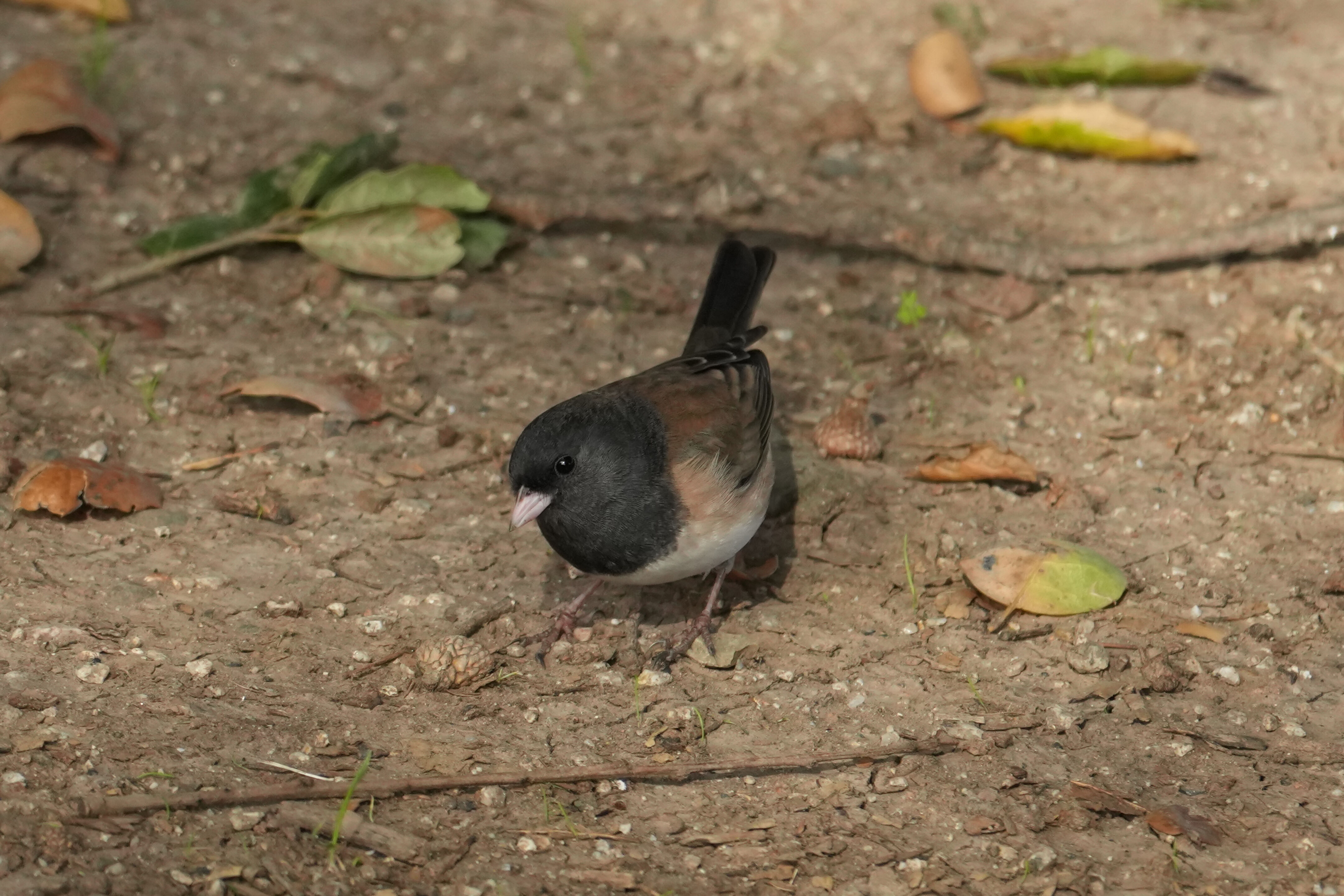 Ed R. Levin County Park