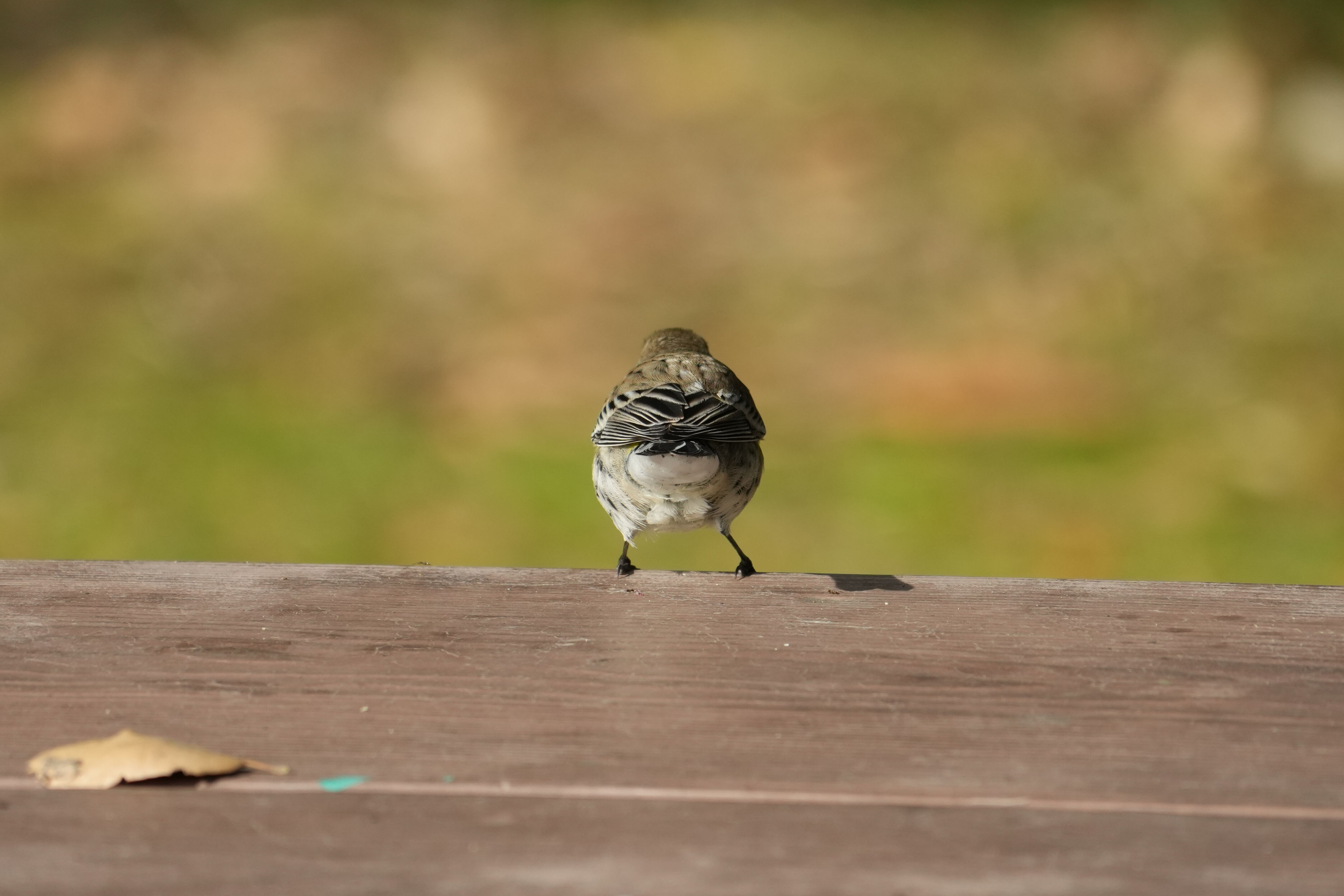 Ed R. Levin County Park