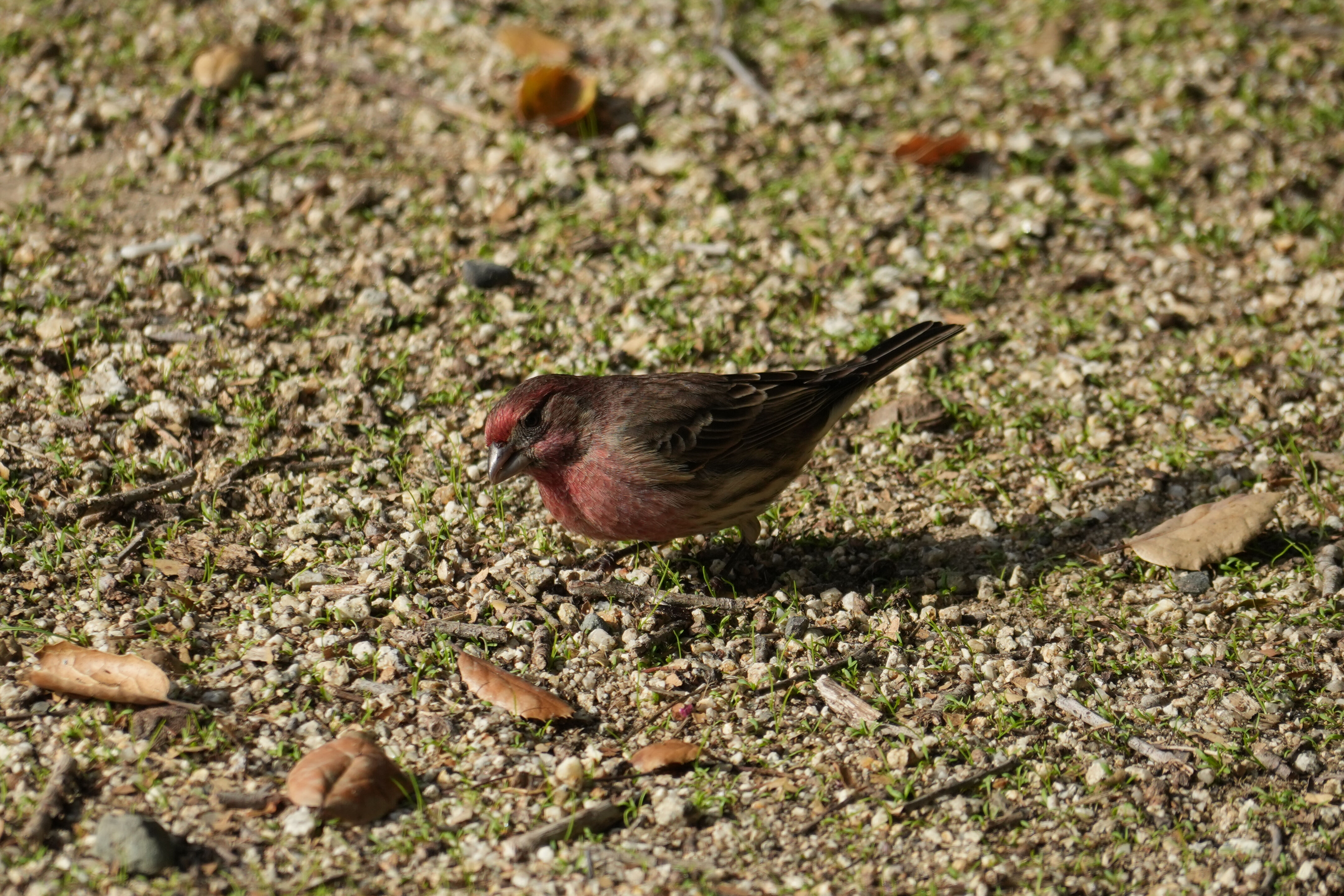 Ed R. Levin County Park
