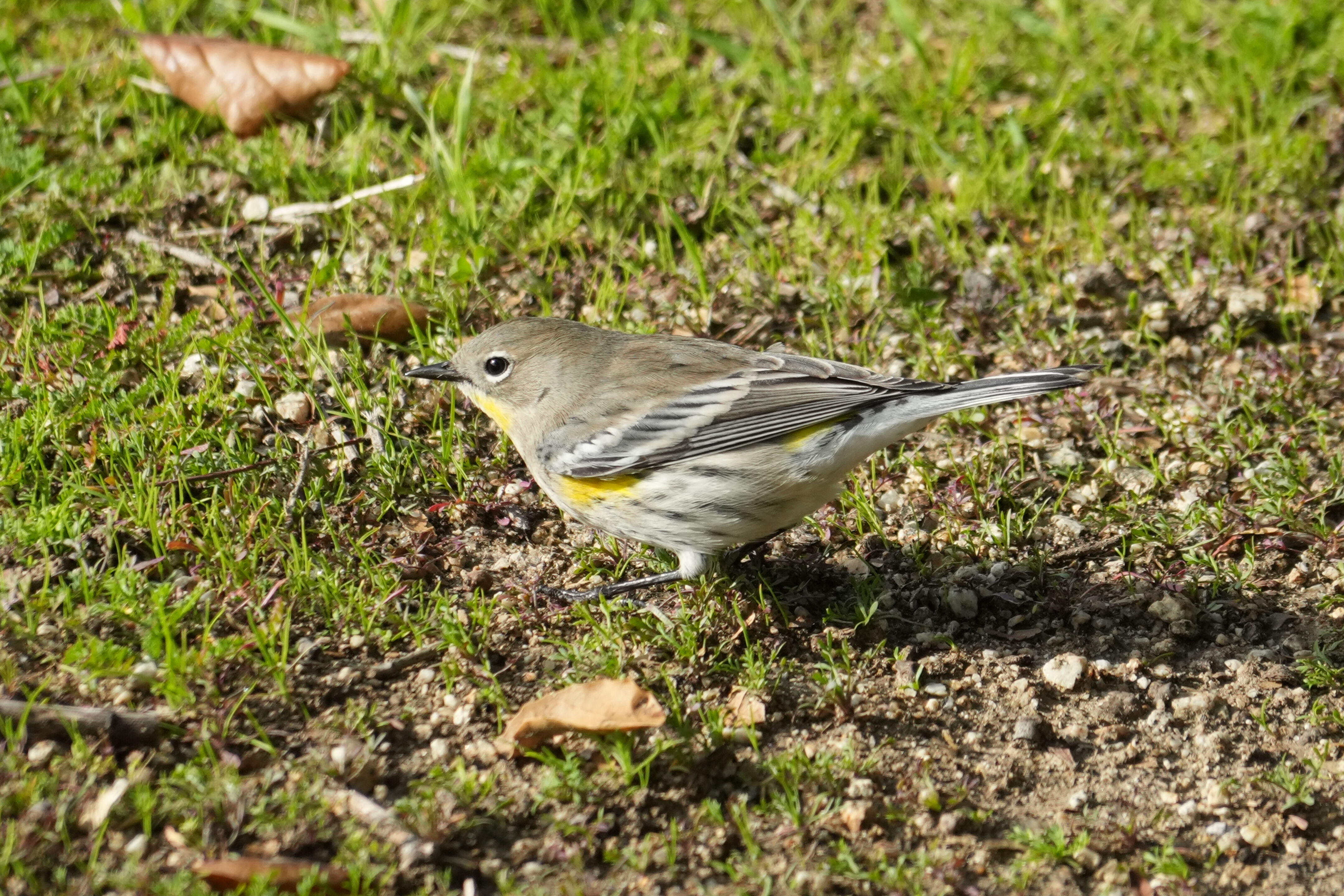 Ed R. Levin County Park