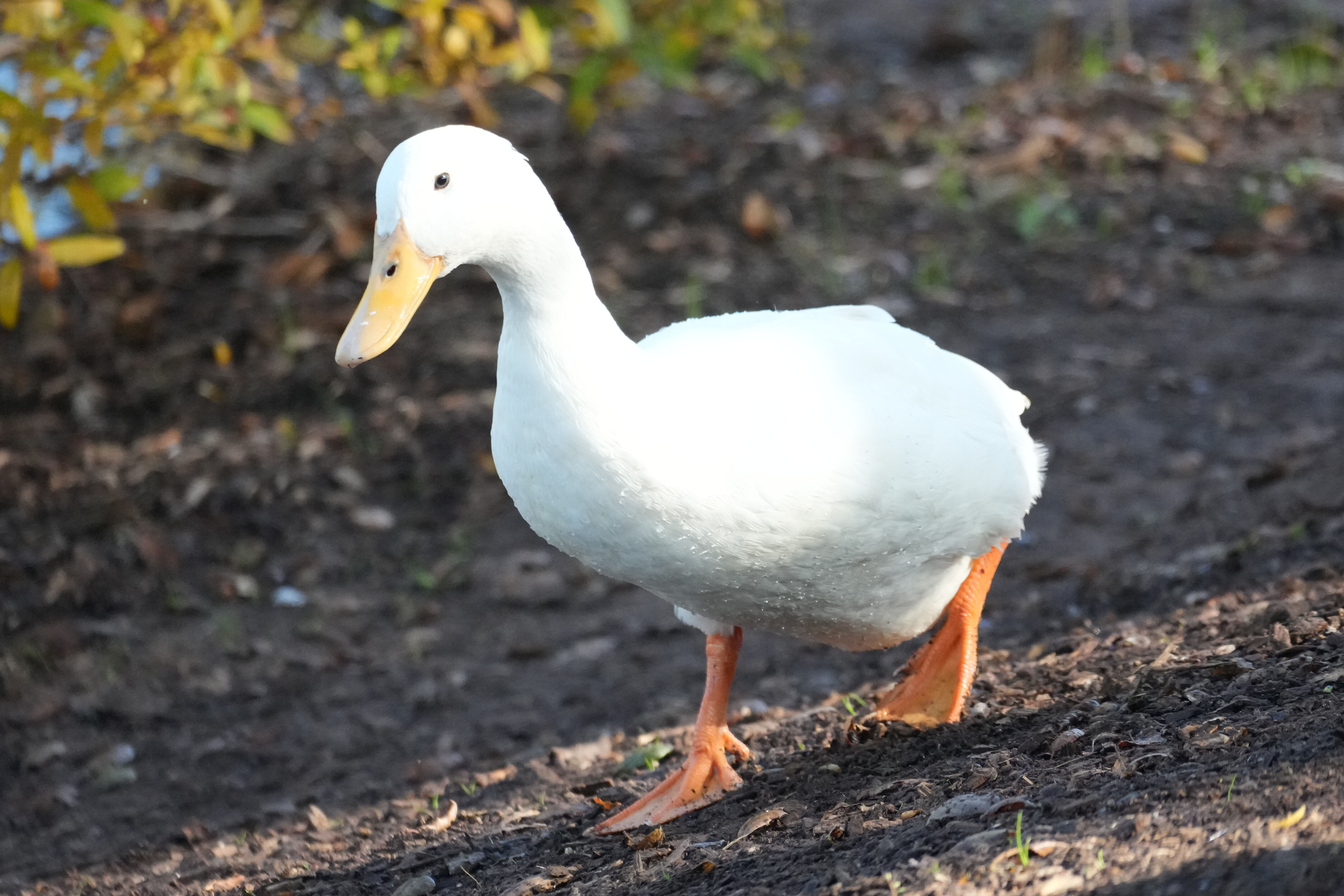 Ed R. Levin County Park