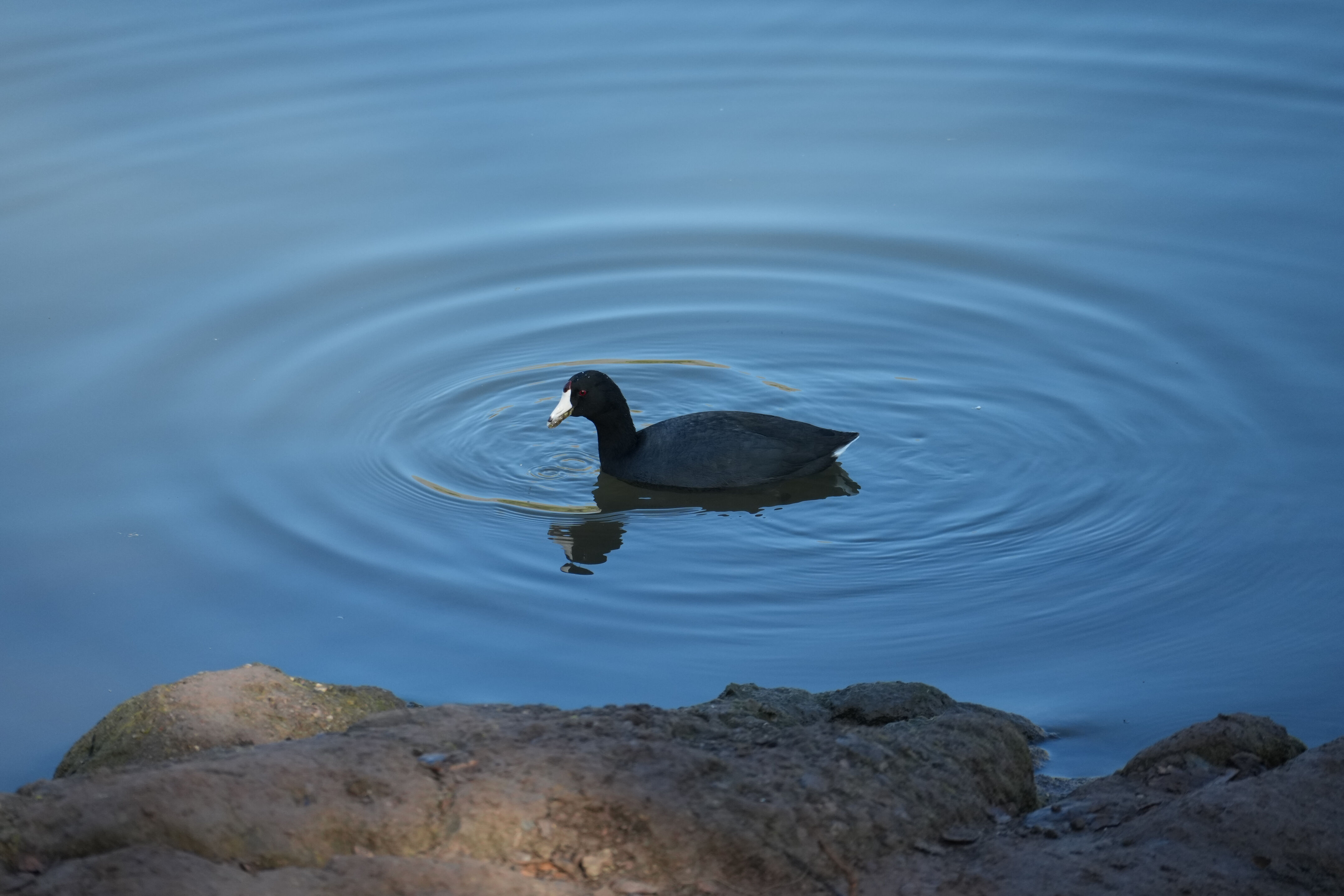 Ed R. Levin County Park