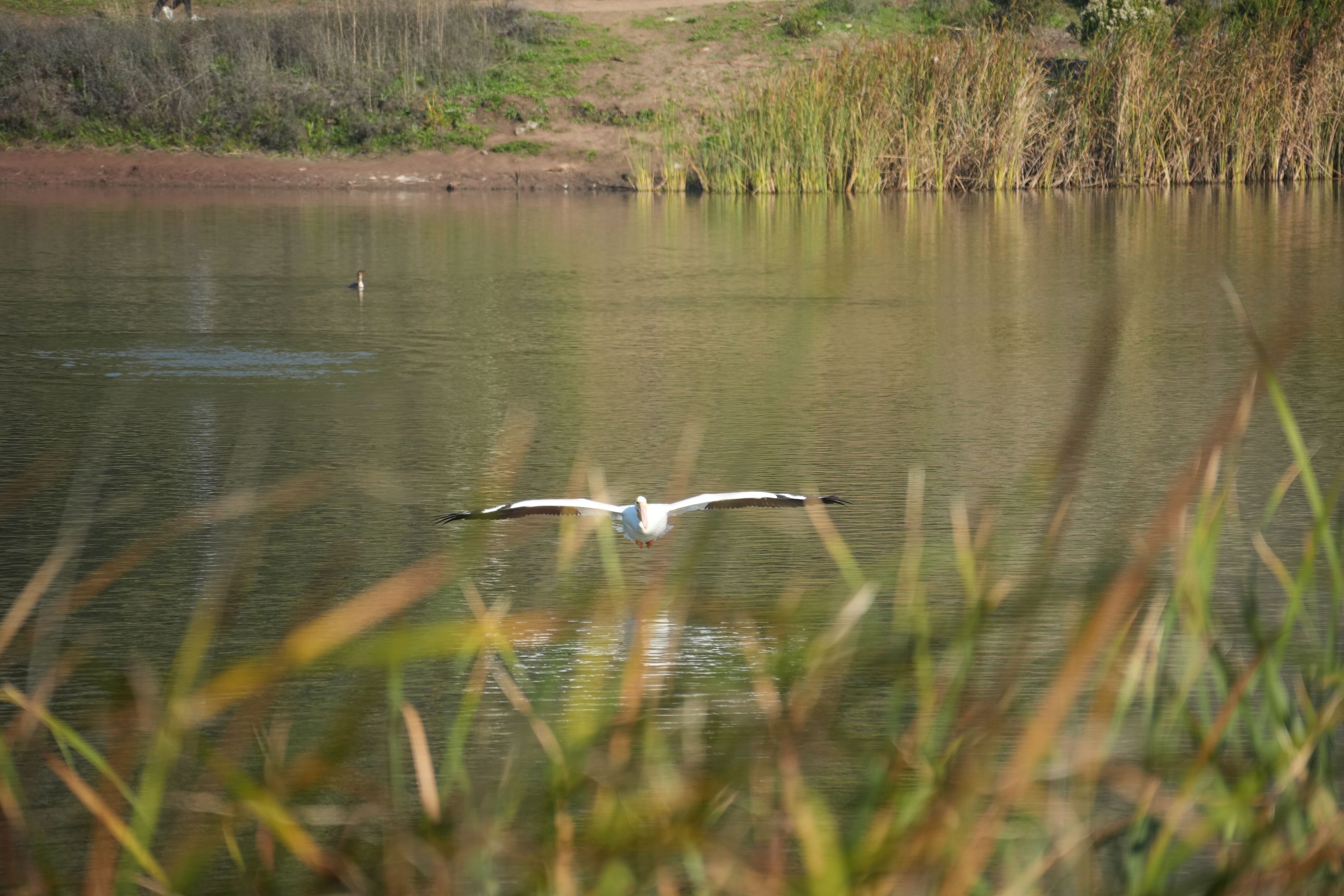 Ed R. Levin County Park