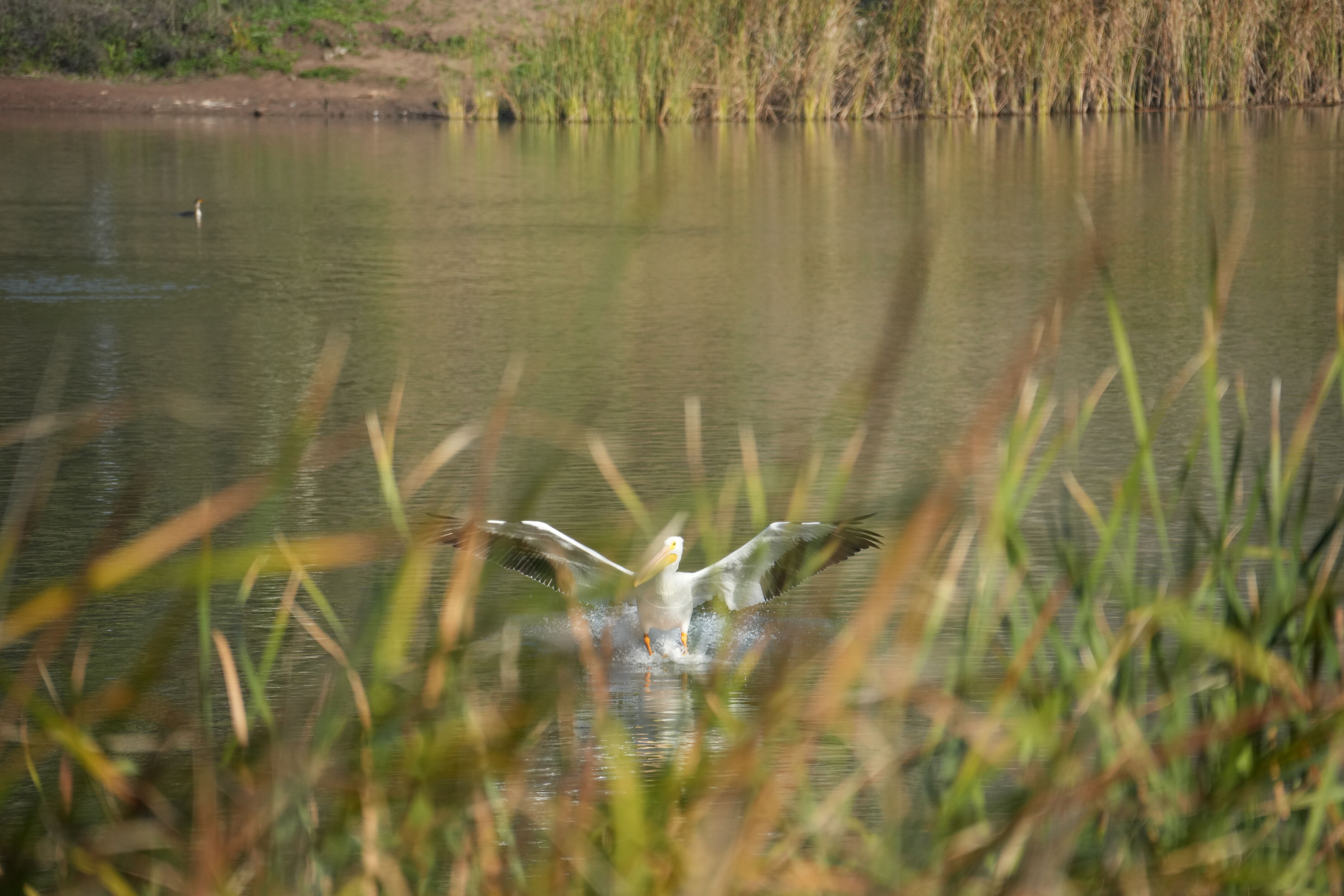 Ed R. Levin County Park