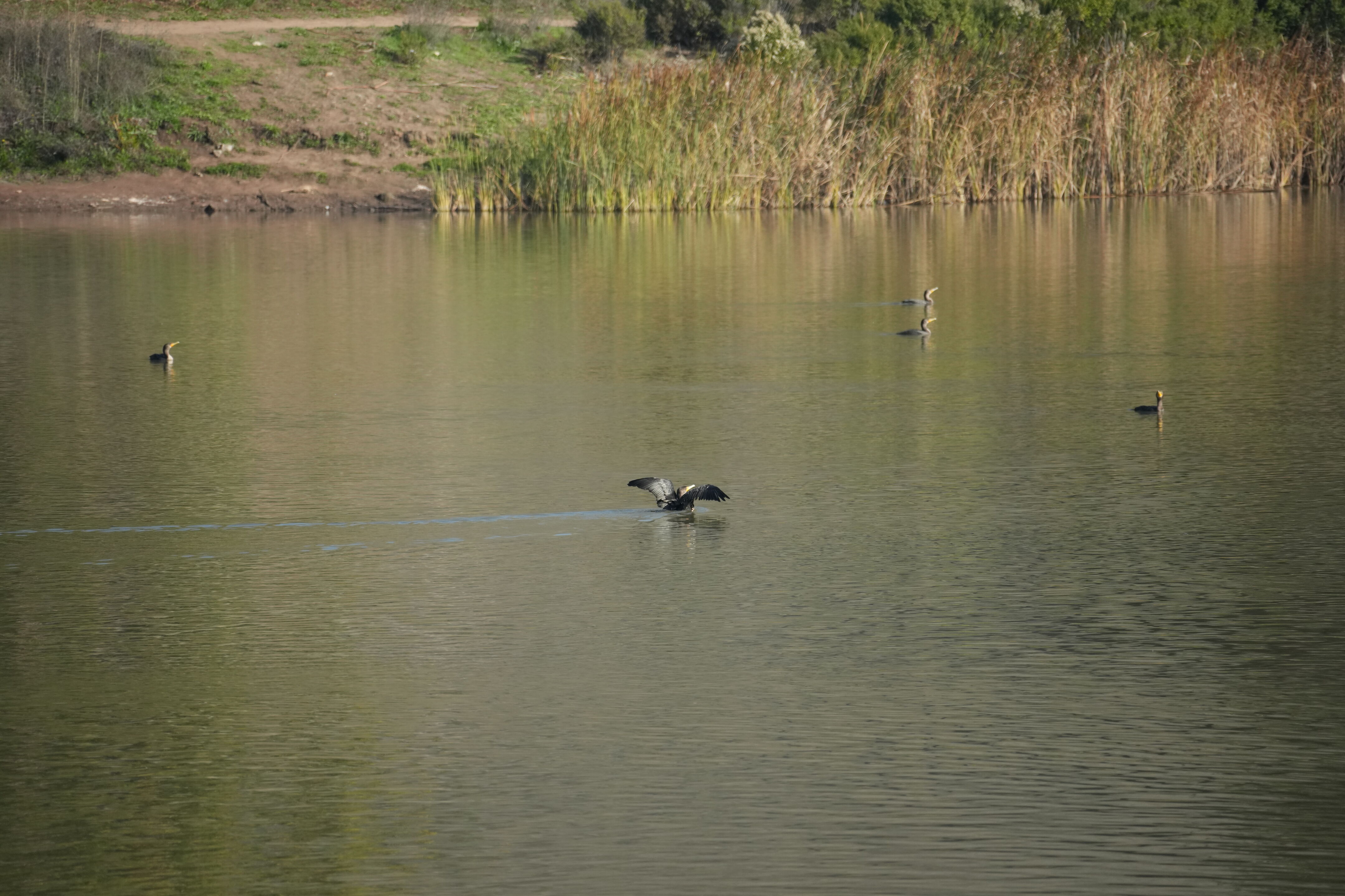 Ed R. Levin County Park