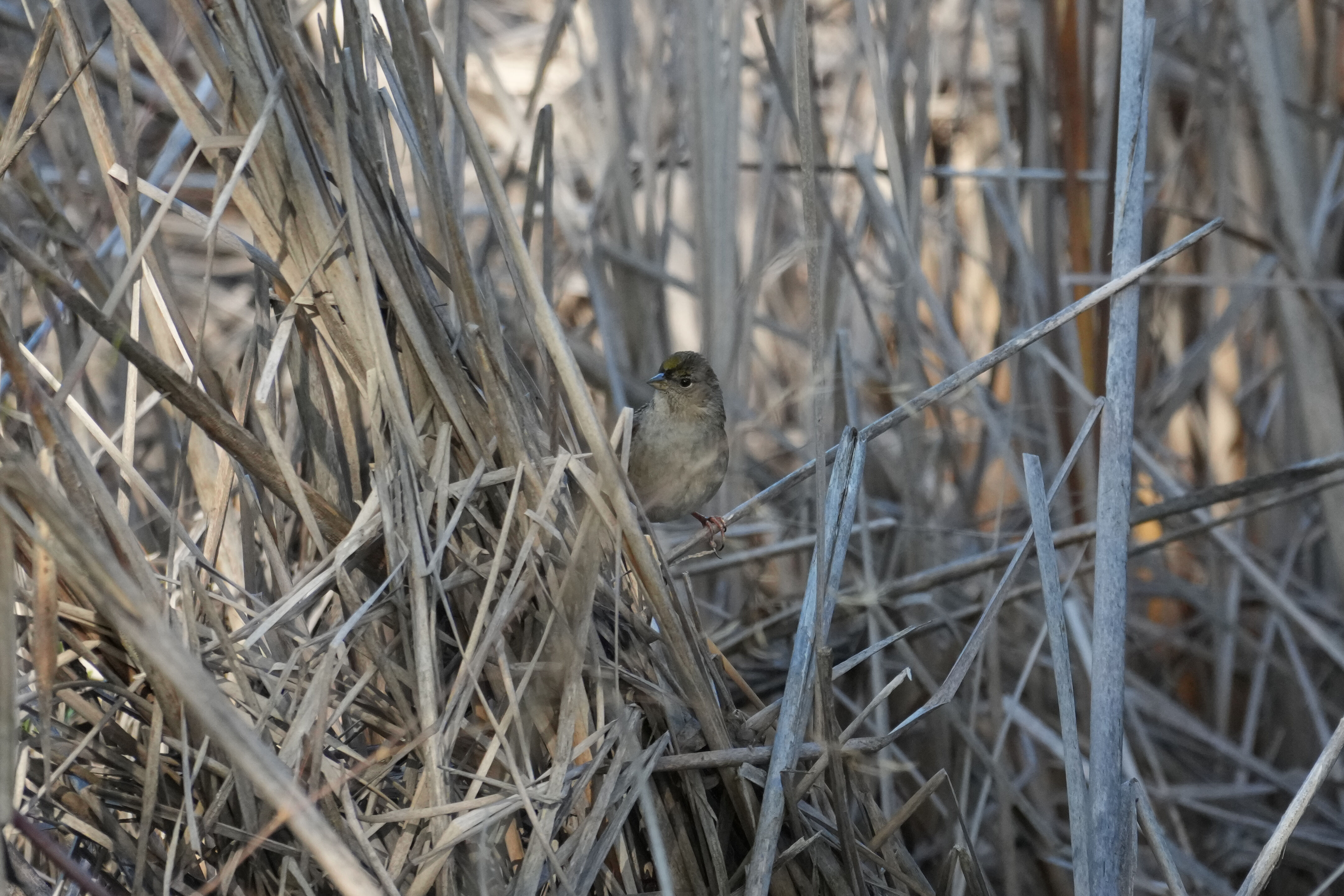 Ed R. Levin County Park
