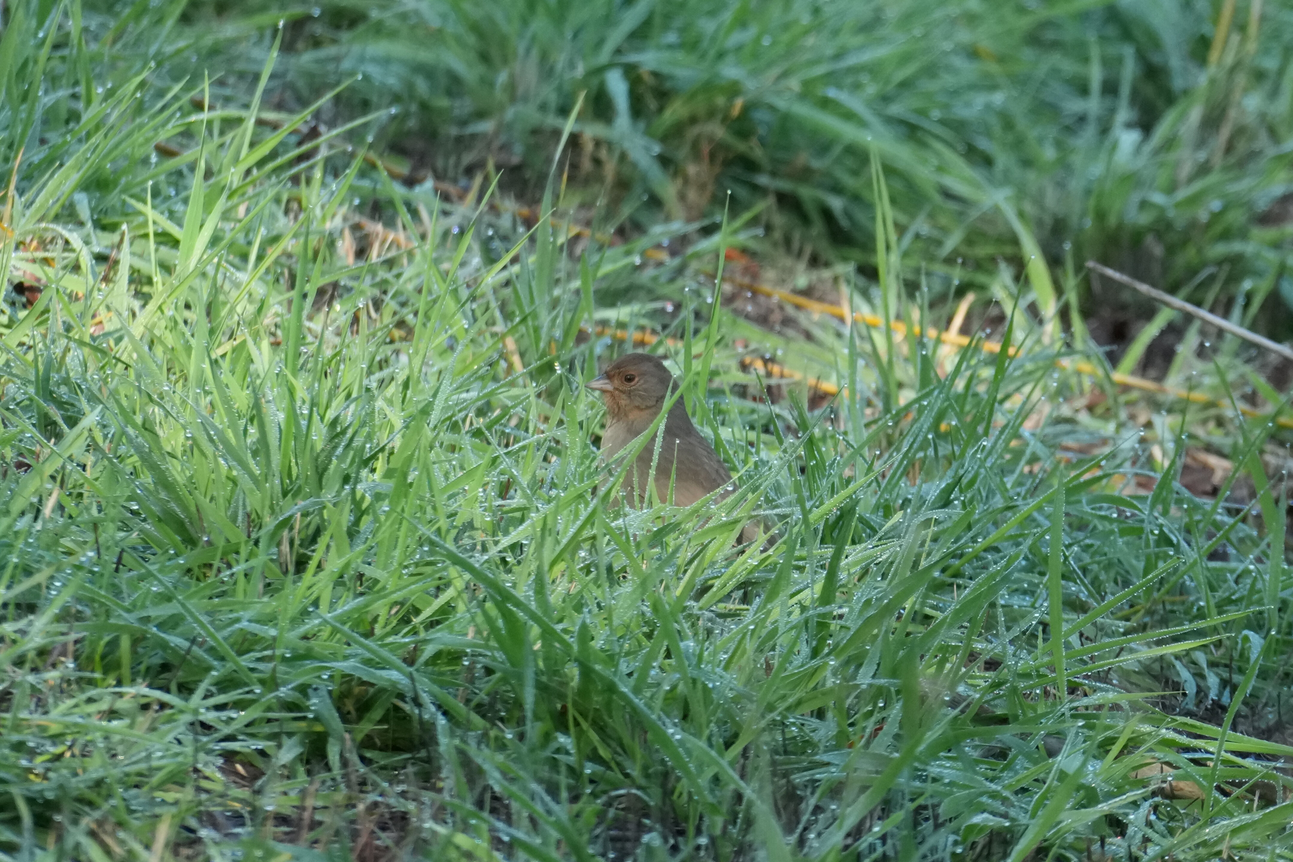 Ed R. Levin County Park